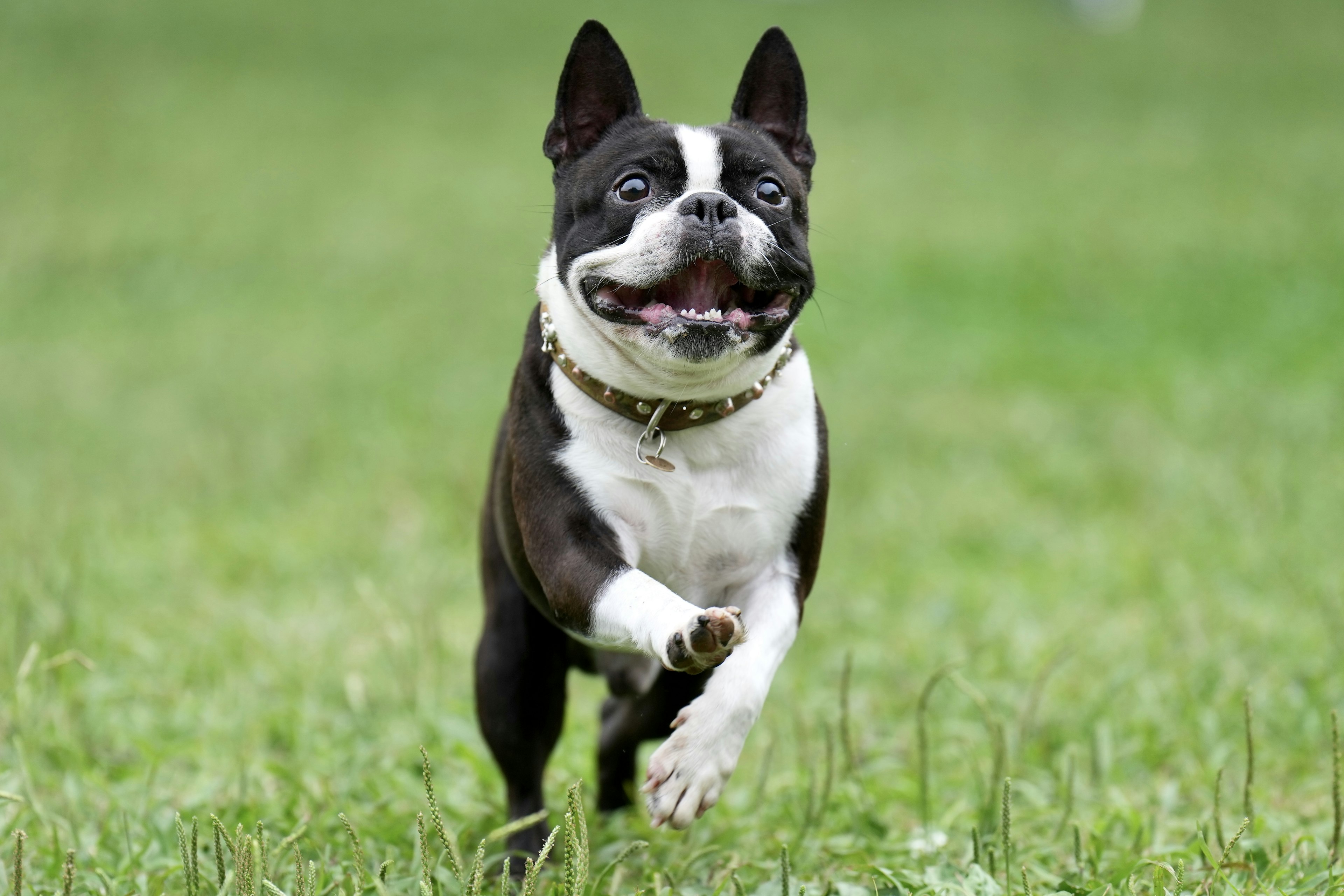 Anjing Boston Terrier berlari di taman