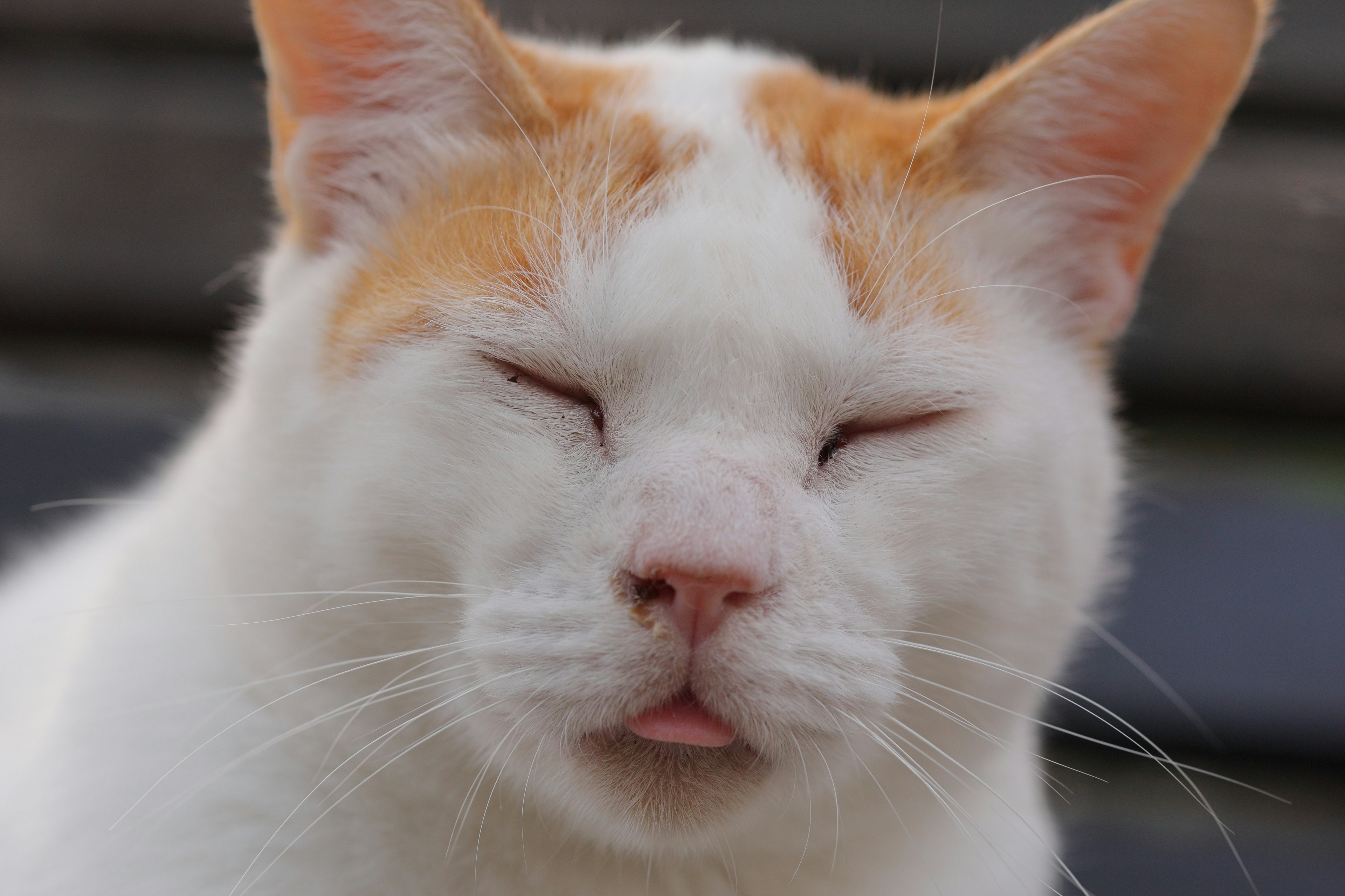 Acercamiento de un gato blanco con manchas naranjas y ojos cerrados