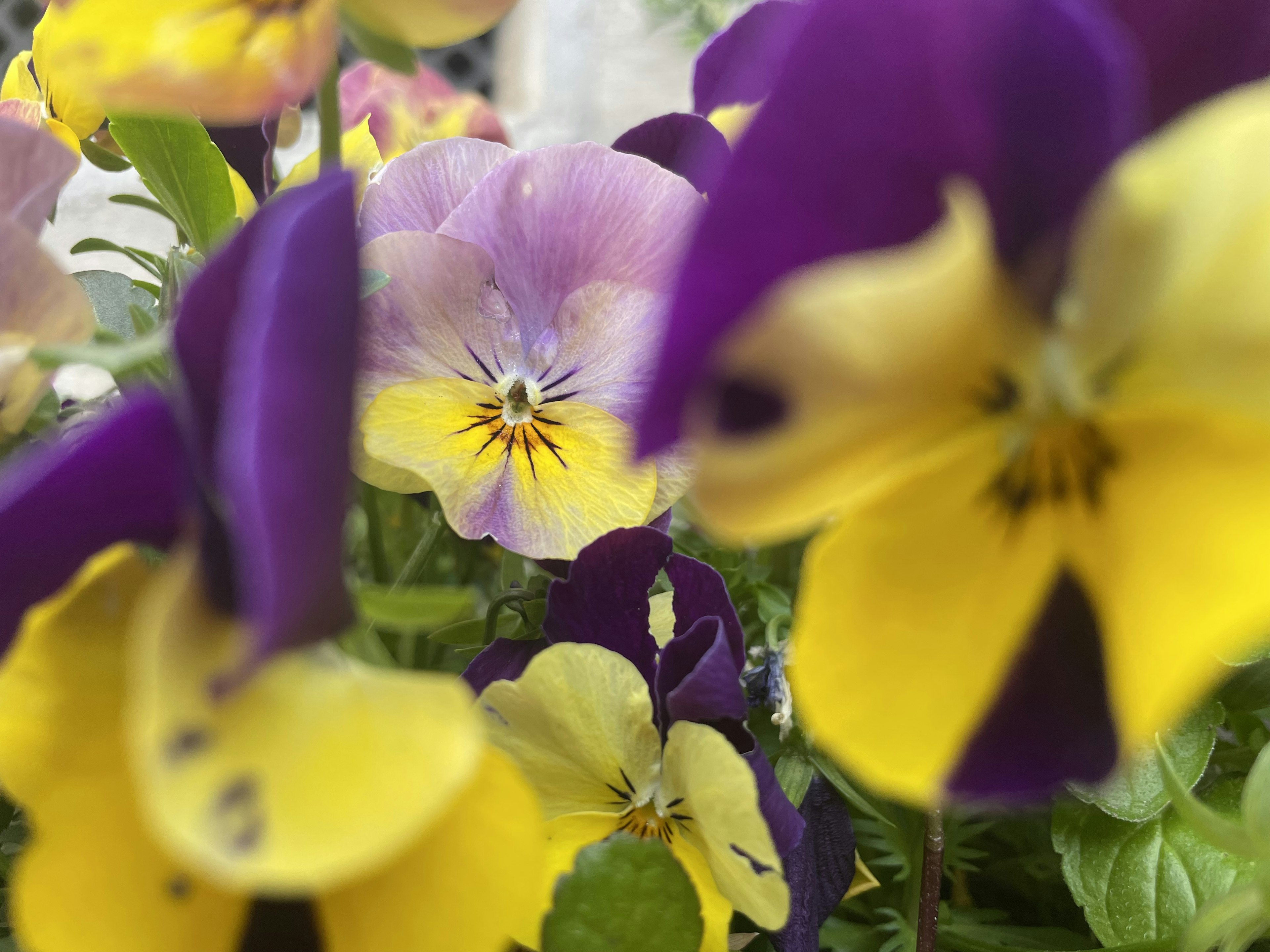 Bunte Stiefmütterchen blühen in einem Garten