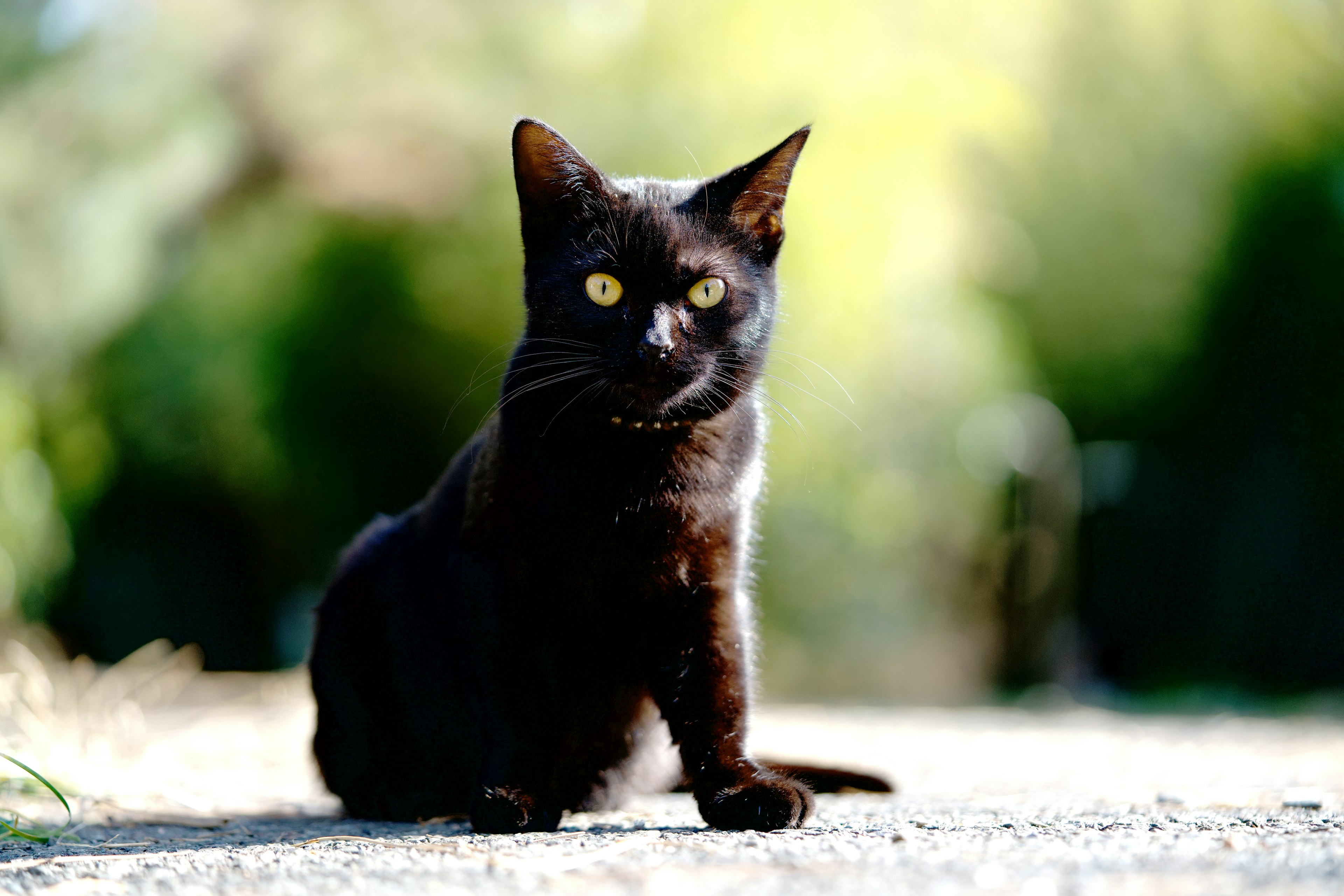 Un gatto nero seduto su un sentiero con uno sfondo sfocato