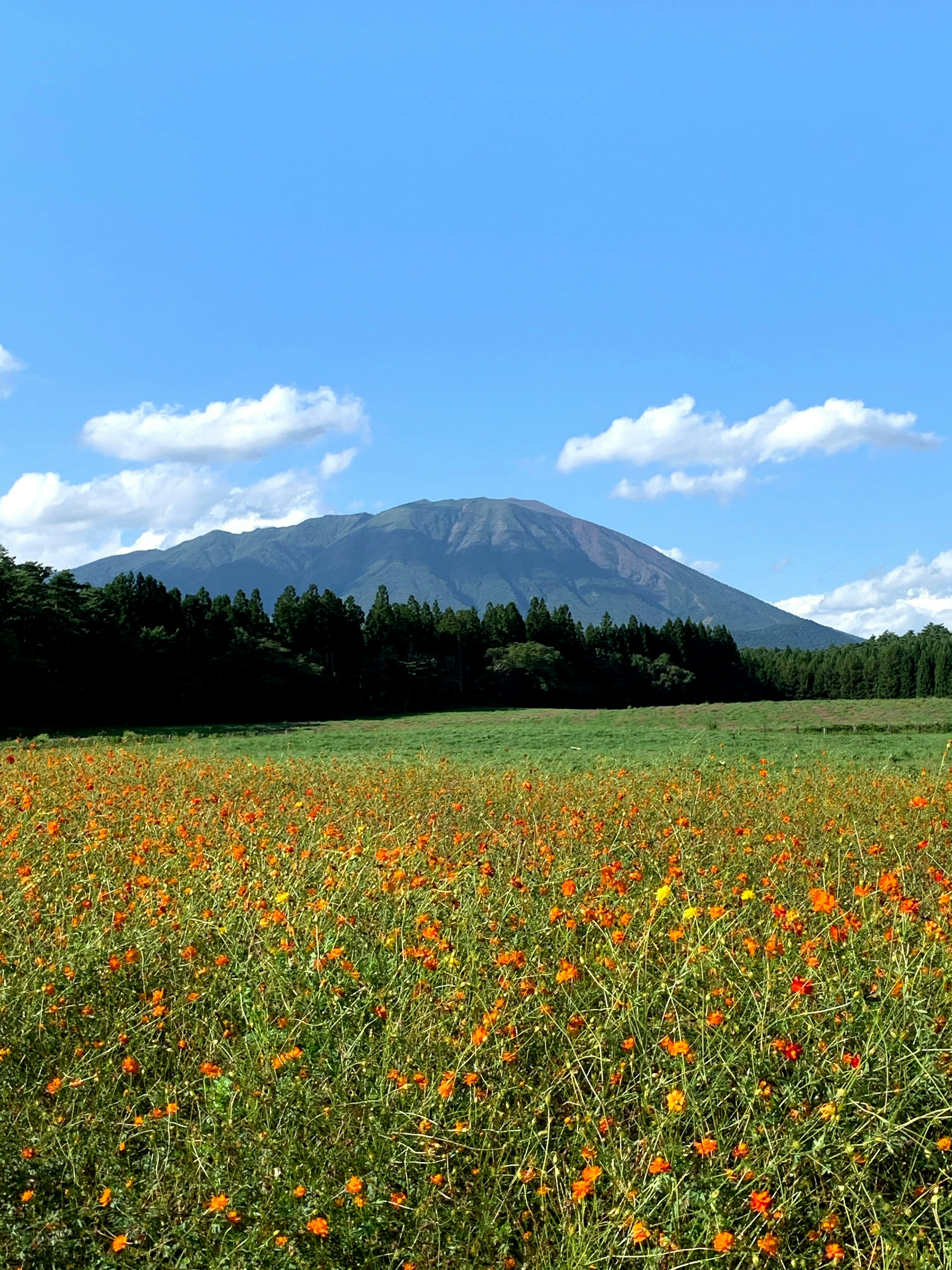 青空の下に広がるオレンジ色の花畑と山の風景