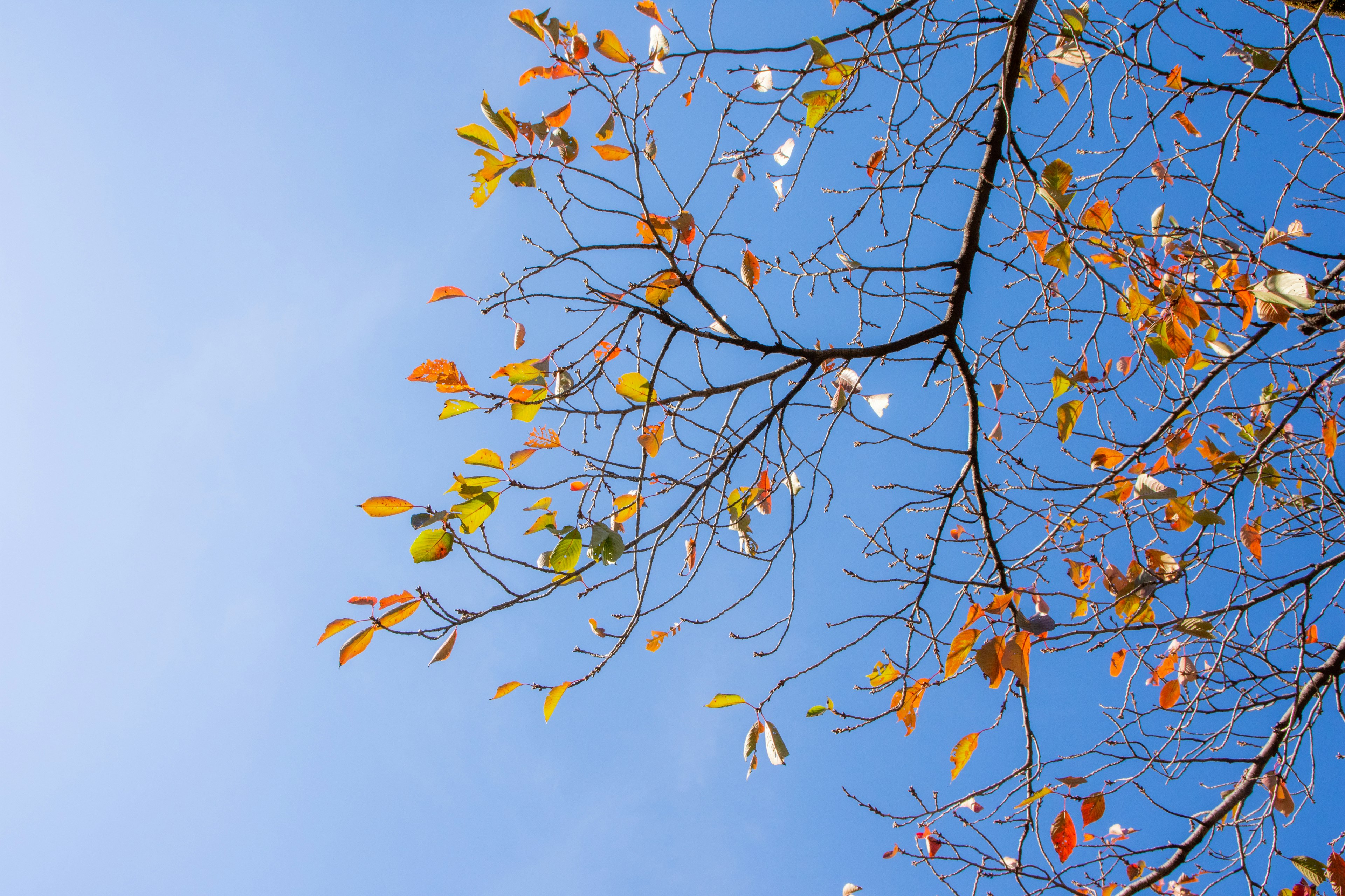 Branches with colorful autumn leaves against a blue sky