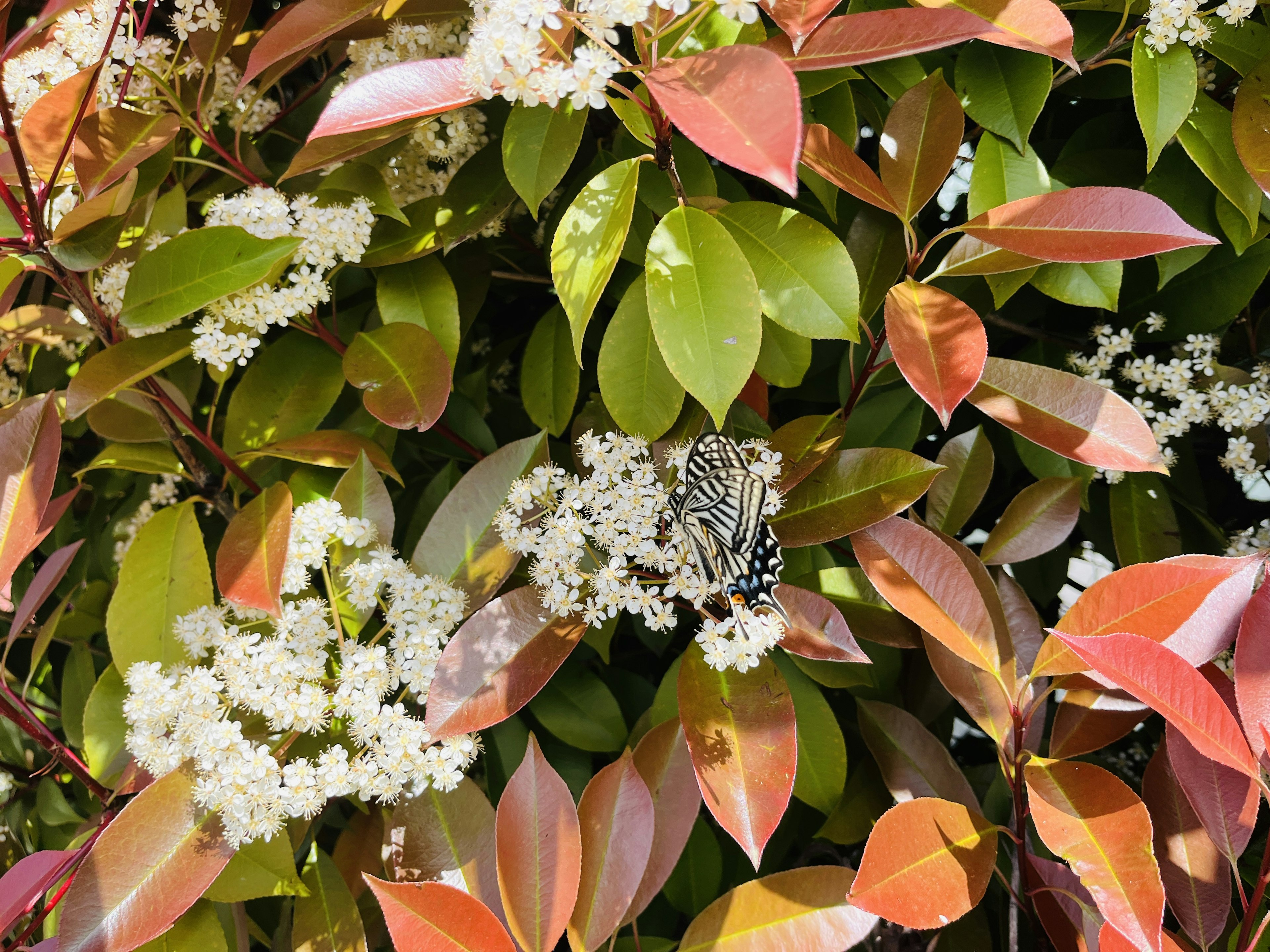 Schwarz-weiße Schmetterling umgeben von lebhaften Blättern und kleinen weißen Blumen