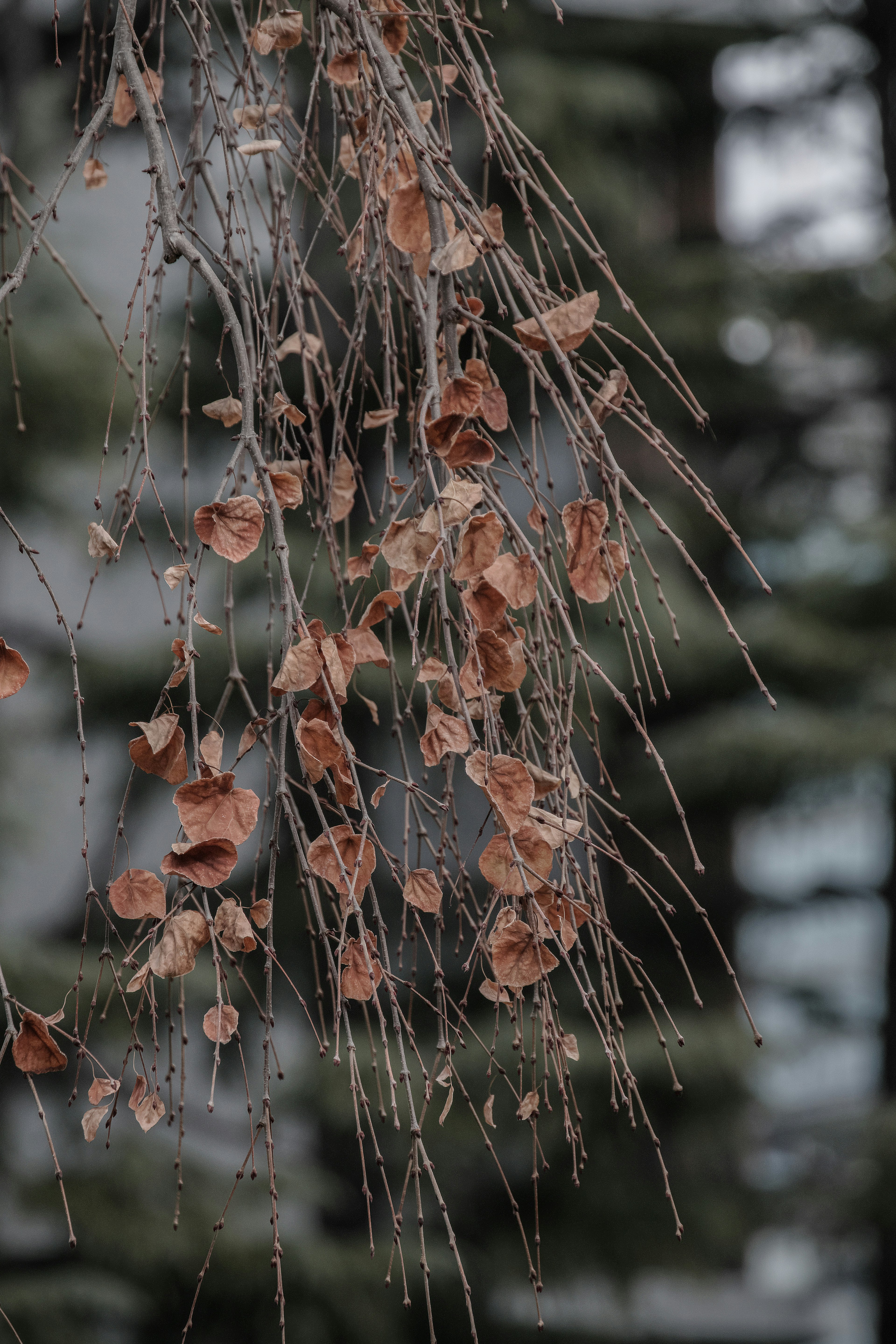 Primo piano di un ramo d'albero con foglie secche appese