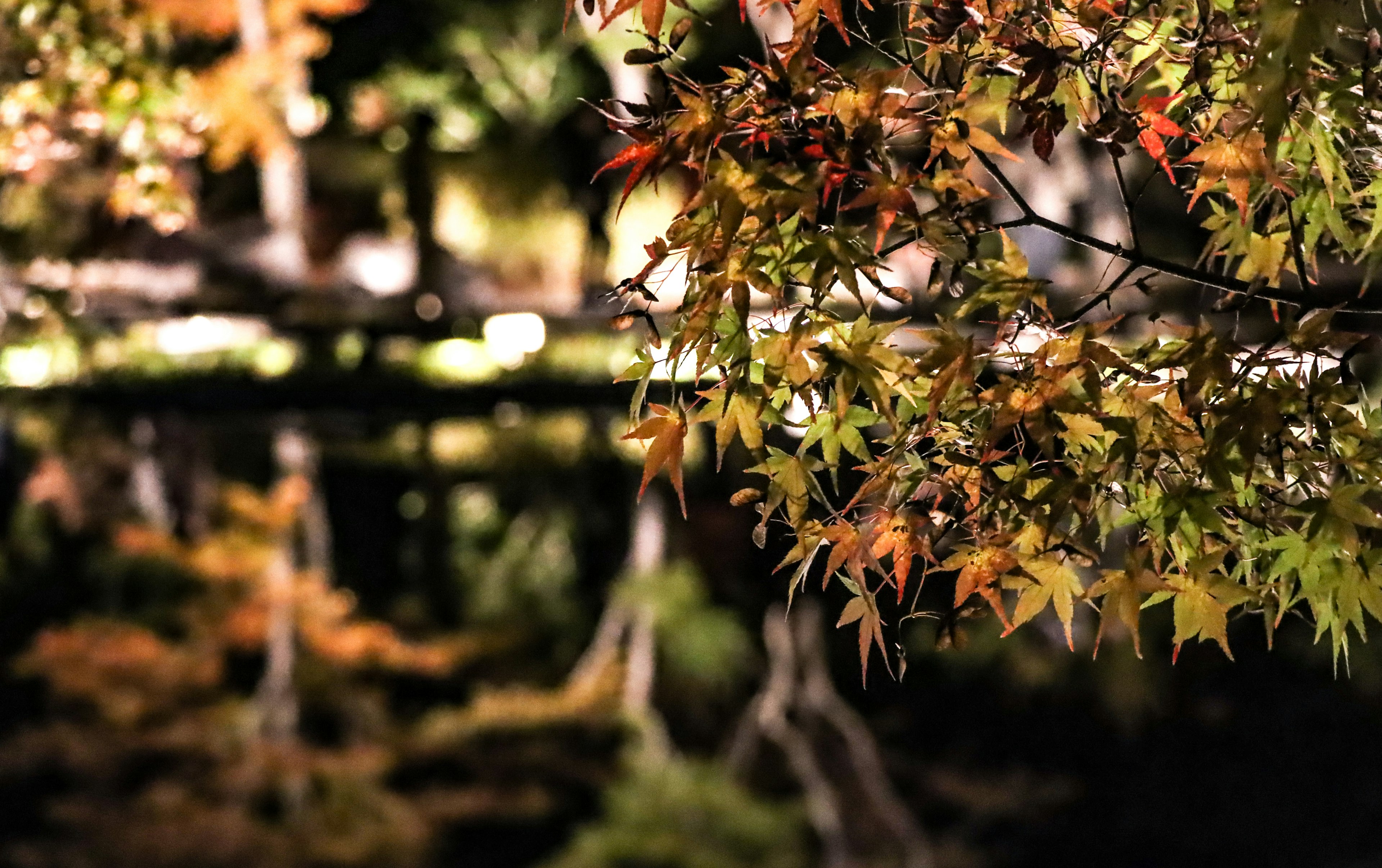 Autumn leaves reflecting on a serene pond