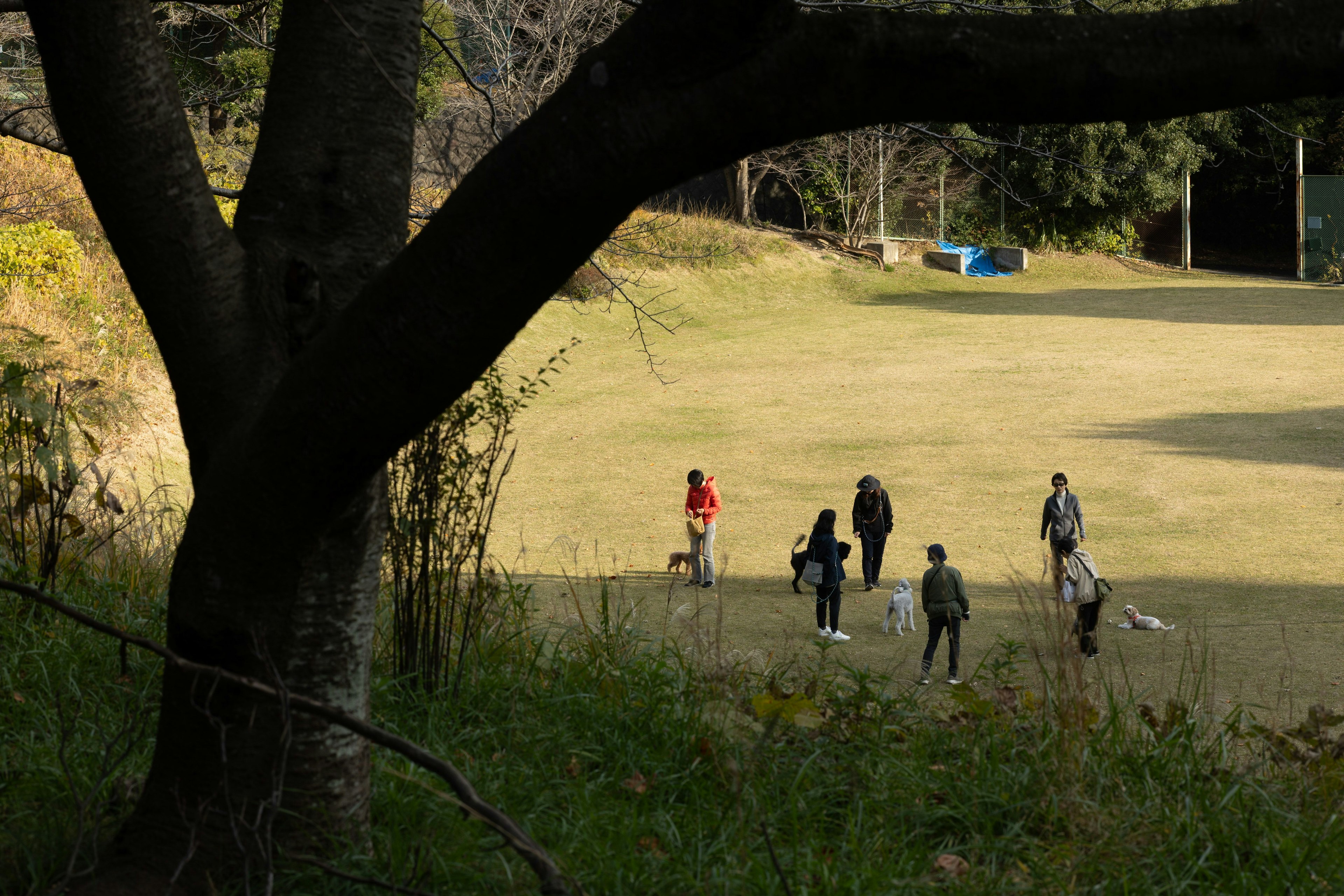 公園で遊ぶ人々と木のシルエット