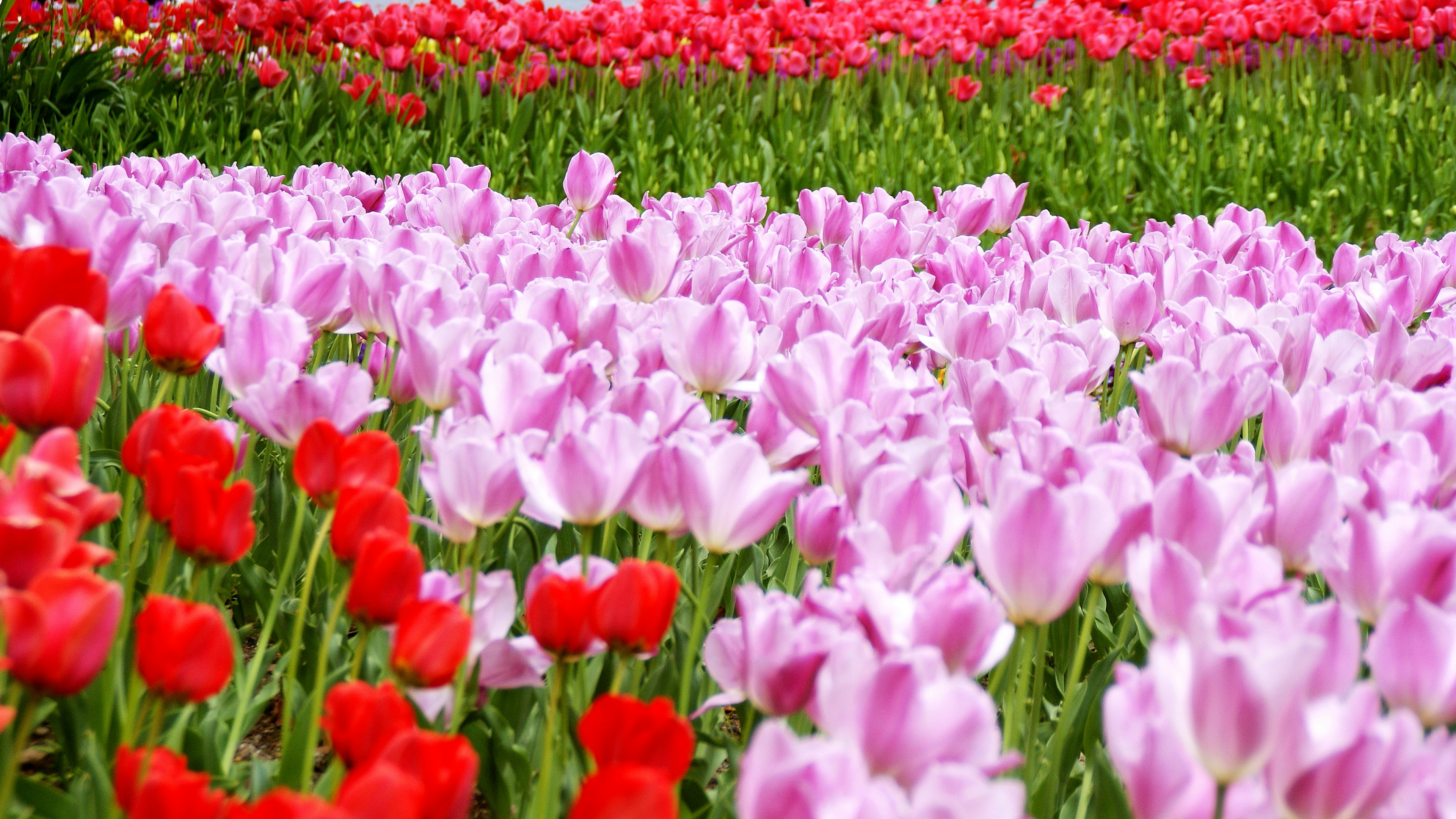 赤とピンクのチューリップが咲き誇る花畑の風景