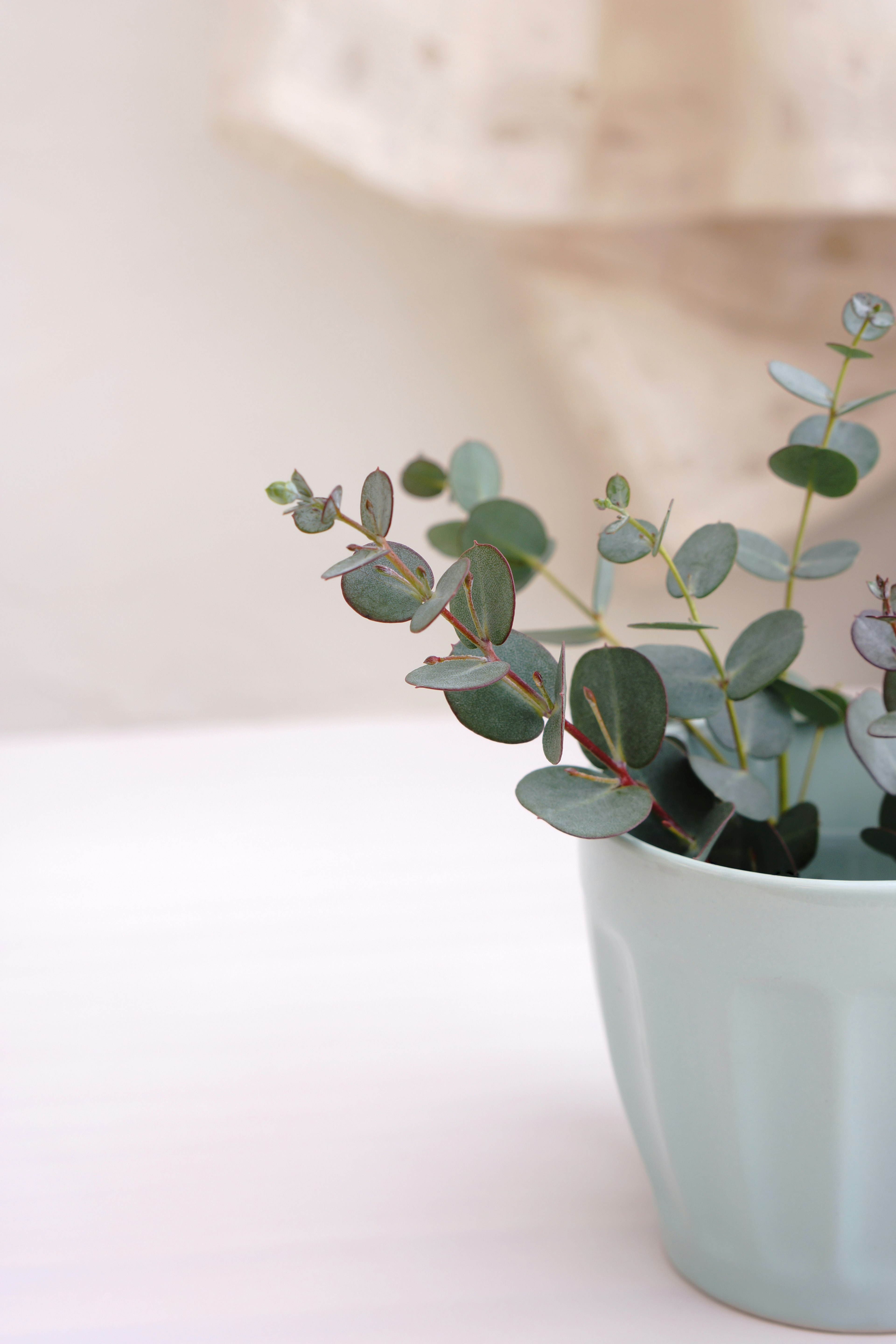 Eucalyptus leaves in a light blue pot