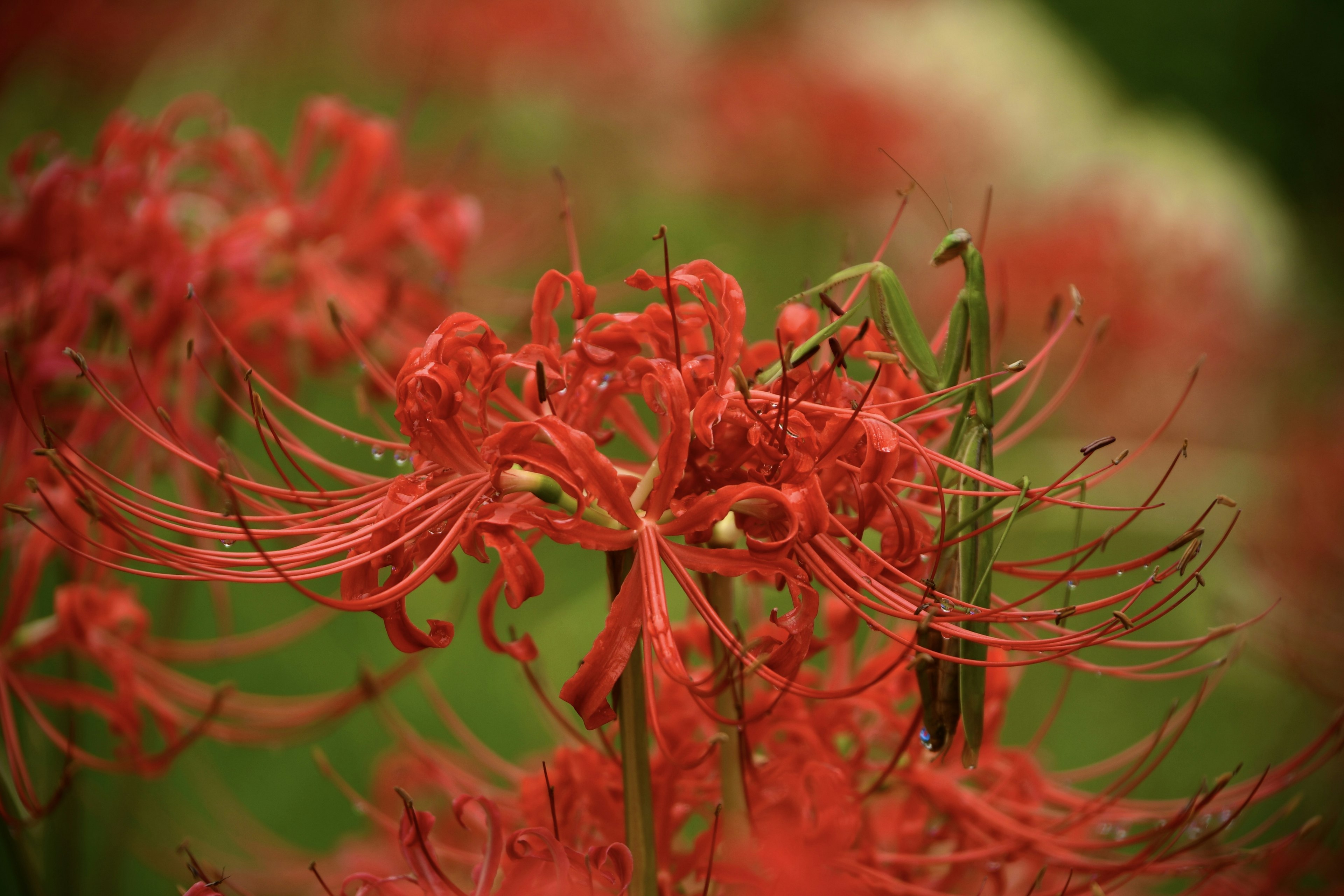 Ansammlung roter Spinnenlilien in Blüte