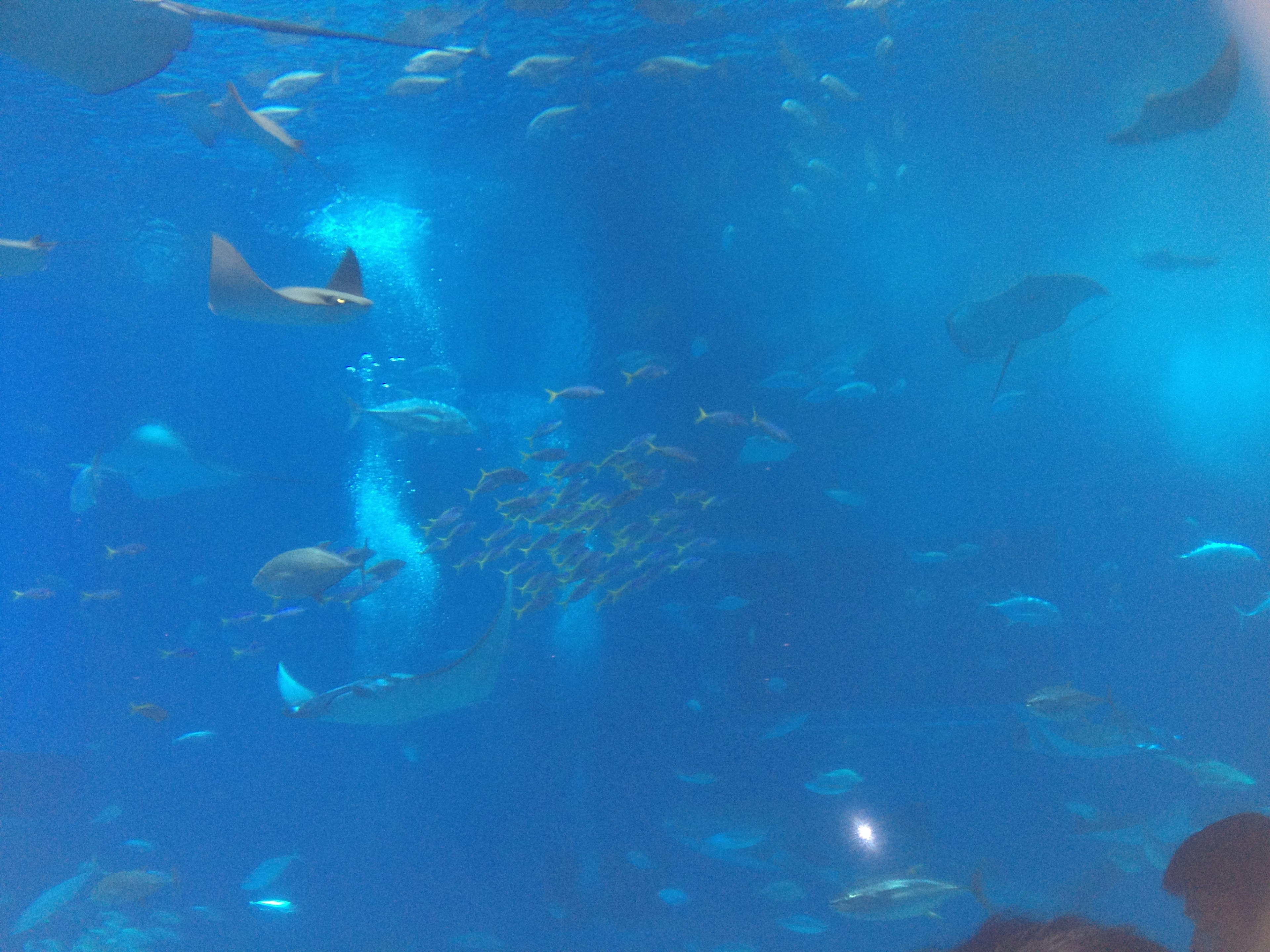 Underwater scene with various fish swimming in blue water and sharks