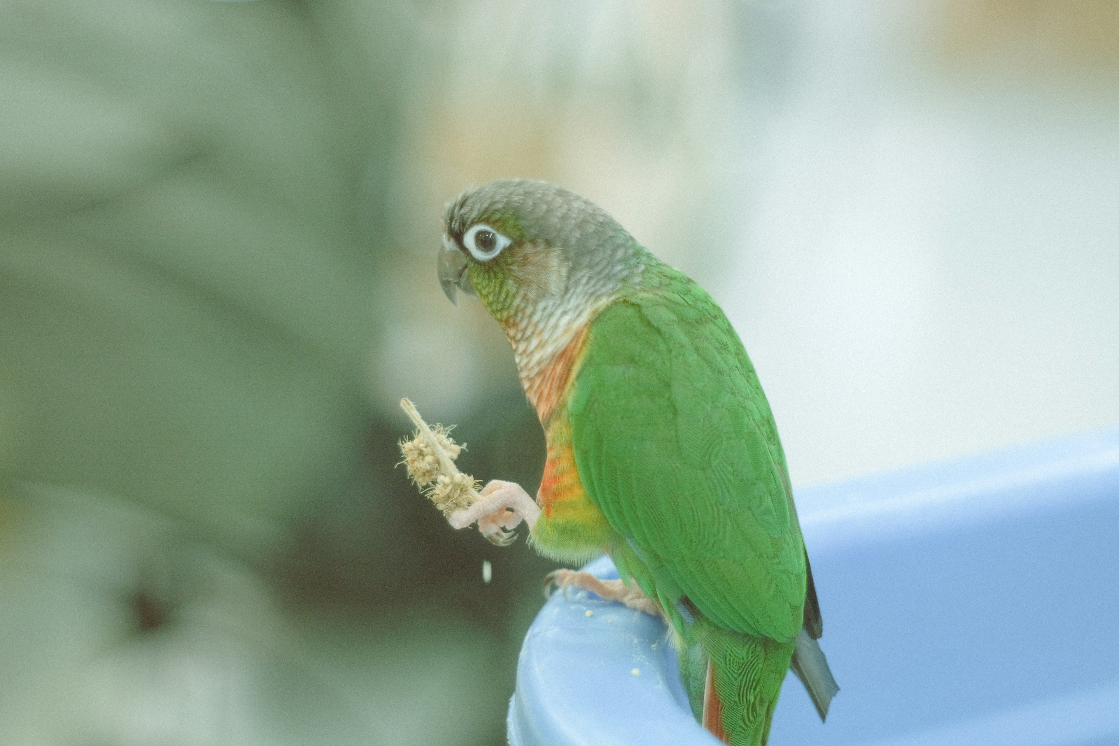 カラフルなコンゴウインコが食べ物を持っている