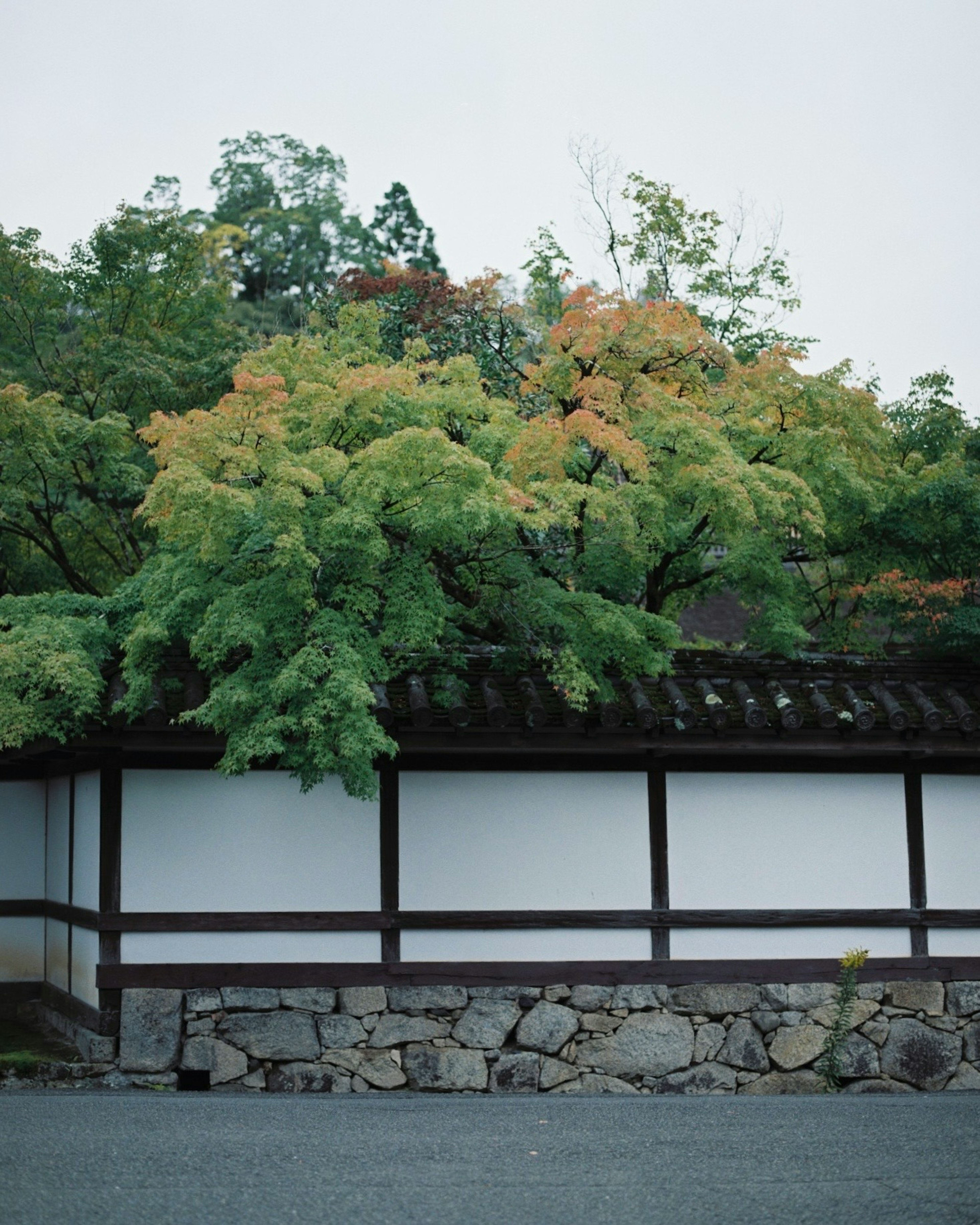 Un arbre aux feuilles vertes et orange vives surplombant un bâtiment à mur blanc