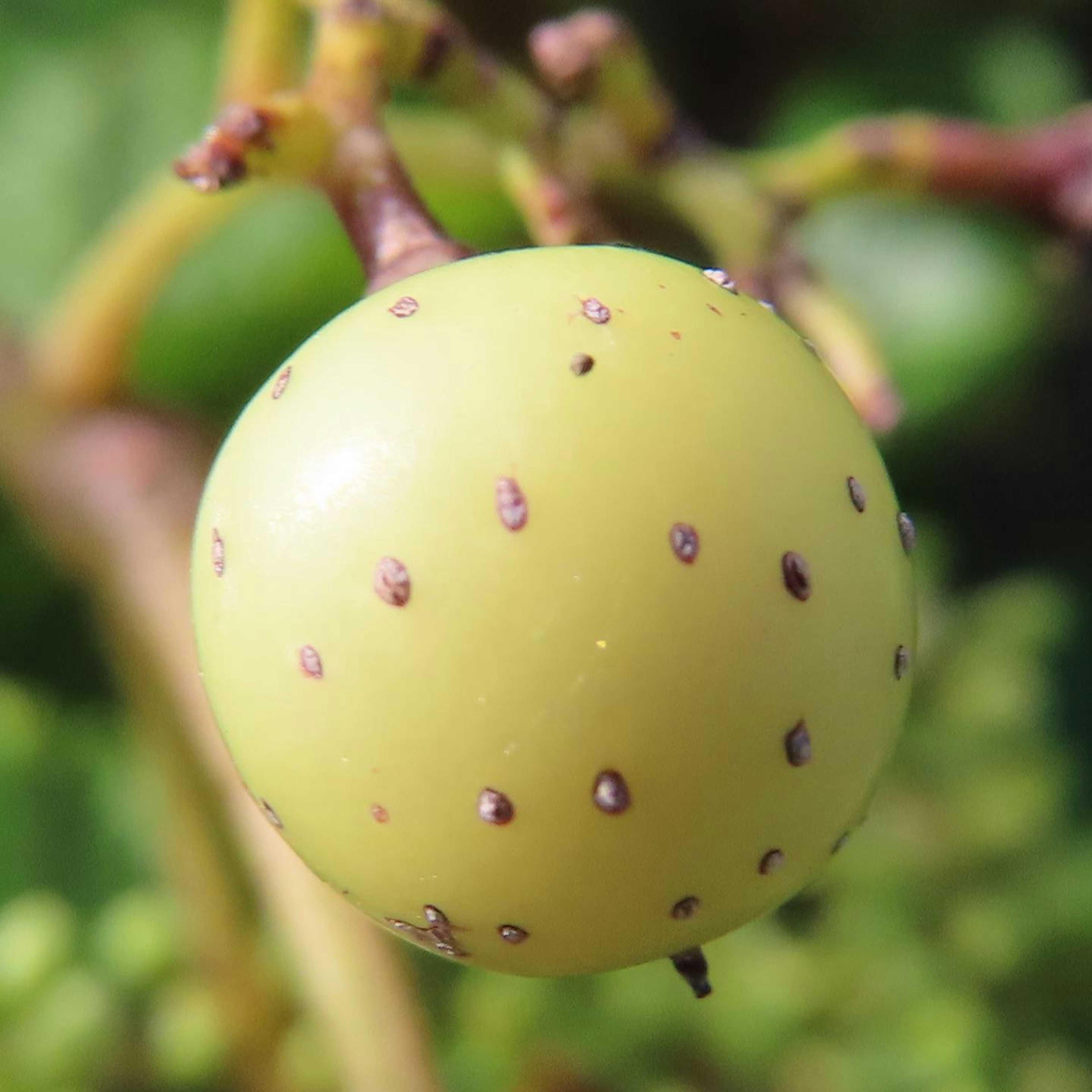 Imagen de una fruta verde con pequeñas manchas negras