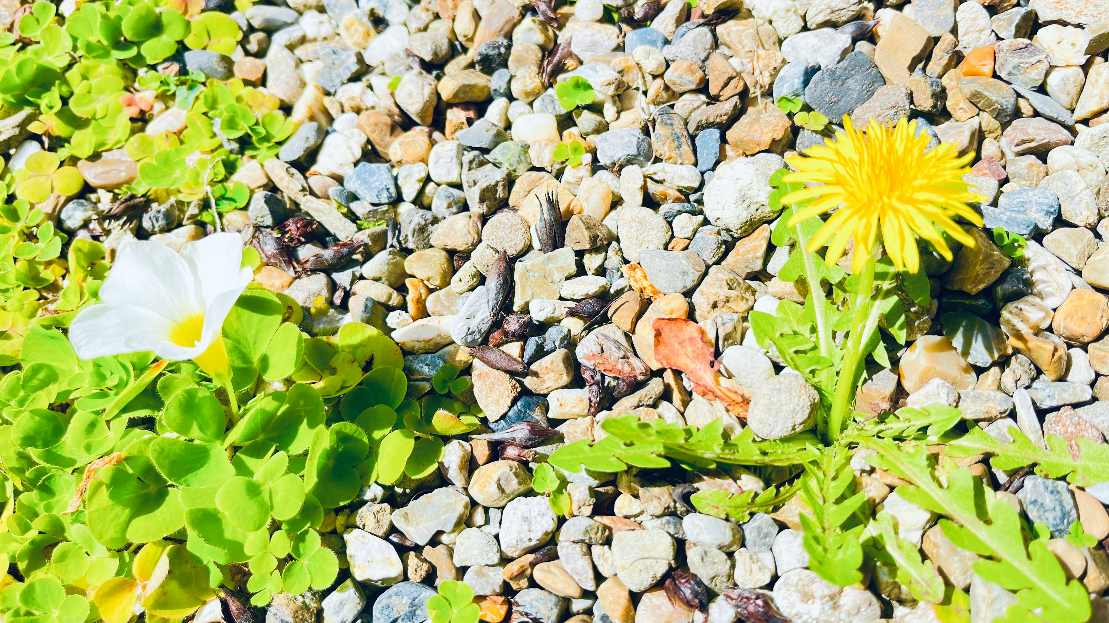 Un diente de león amarillo y una flor blanca floreciendo sobre grava