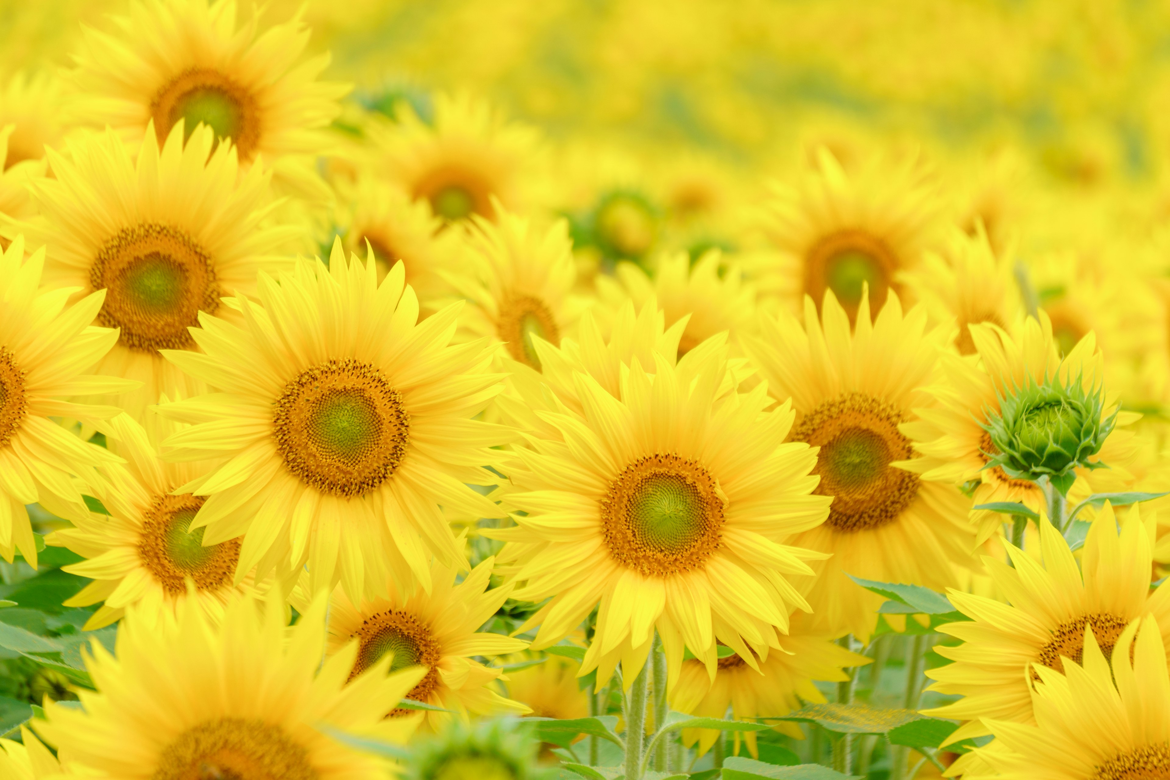 Ladang bunga matahari yang cerah mekar dengan warna kuning yang cerah