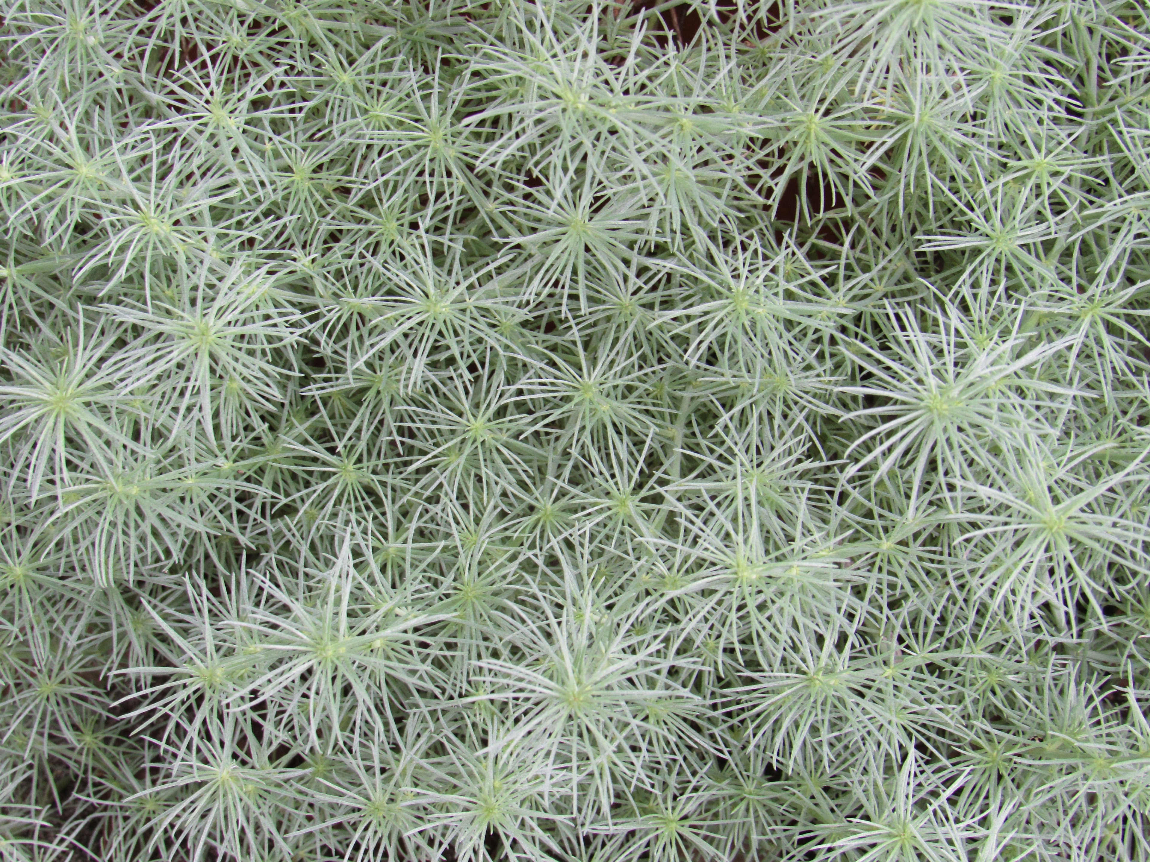 Close-up of a plant with thin green leaves