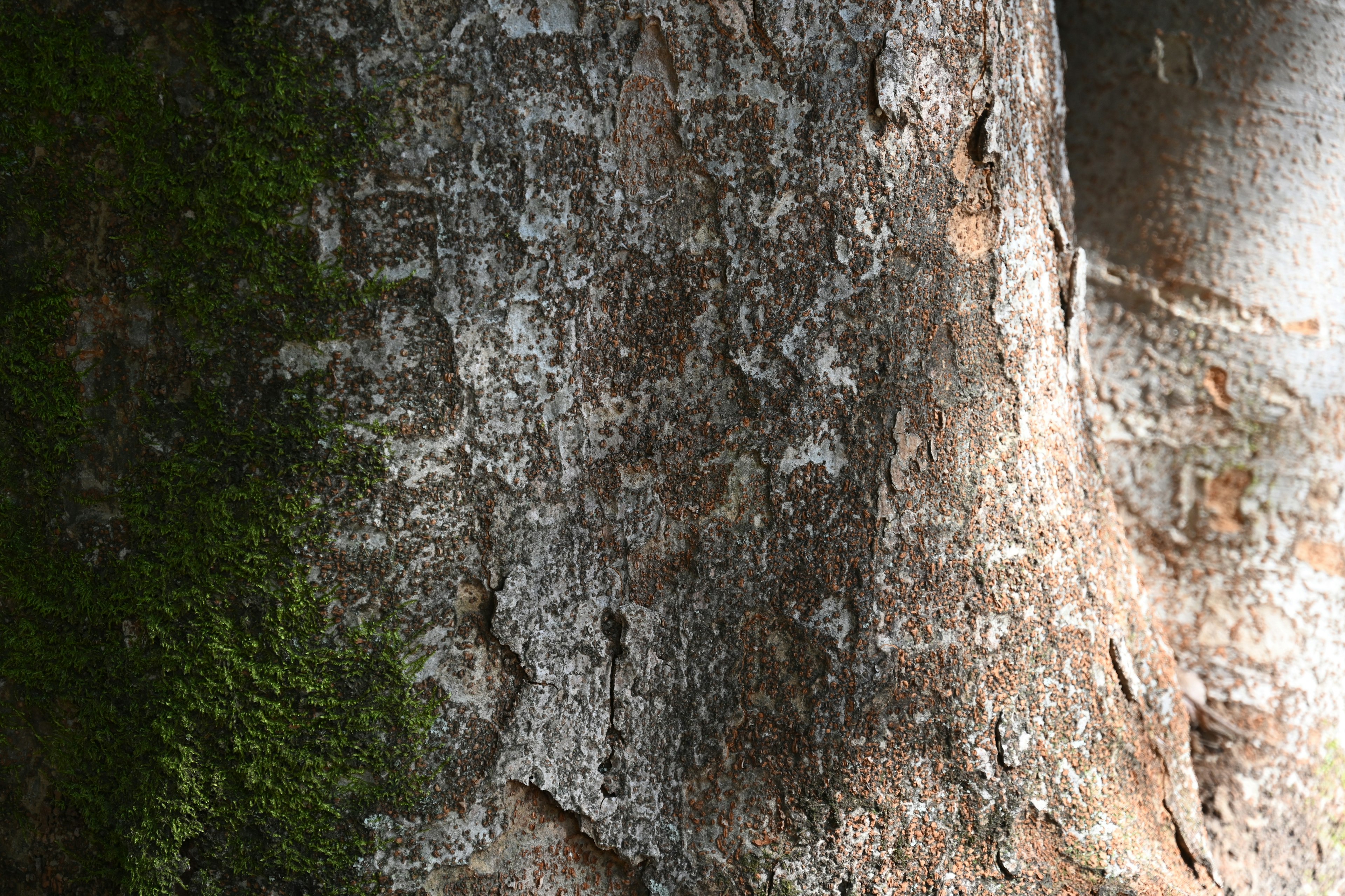 Detailed texture of a tree trunk with patches of moss