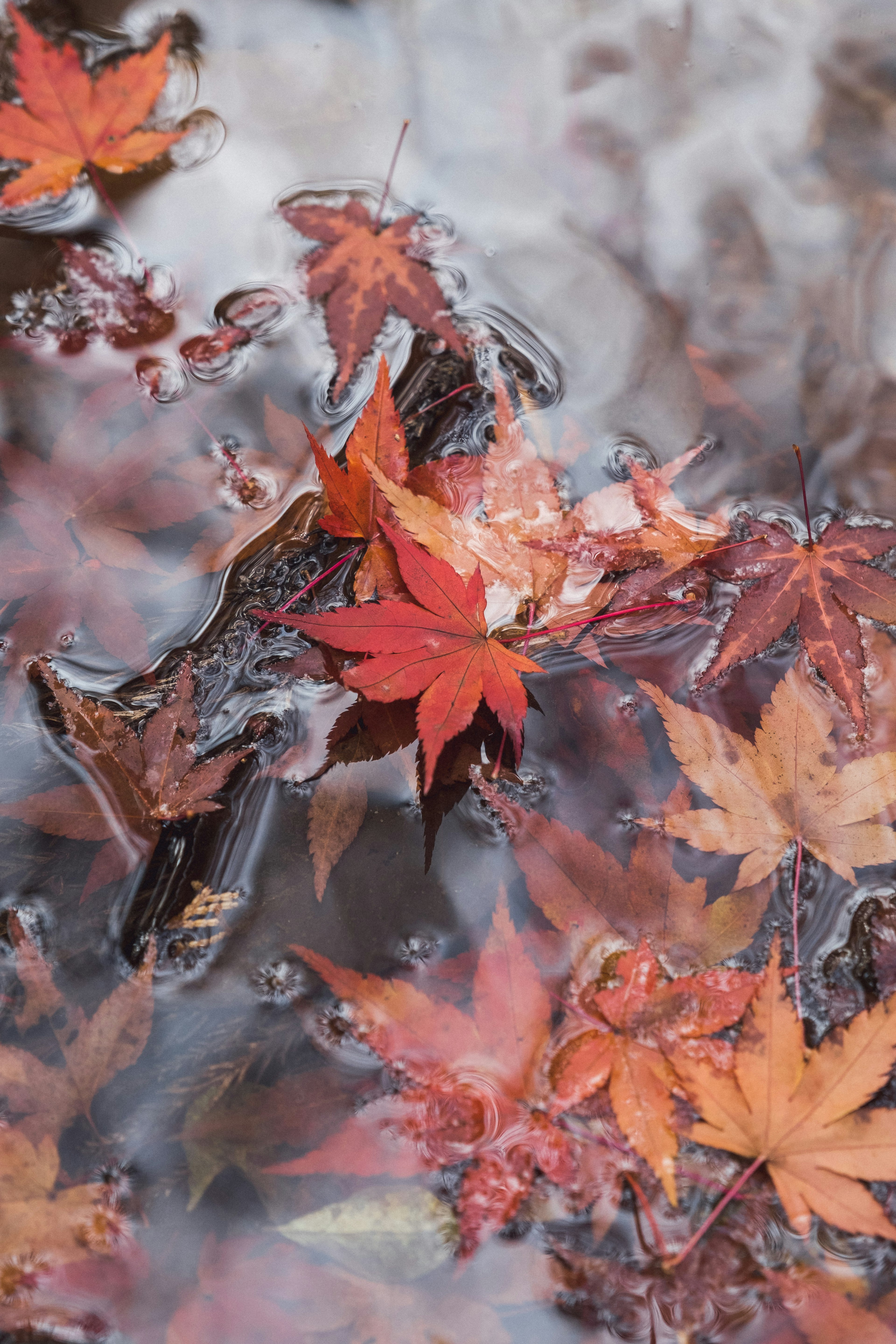 Foglie d'autunno che galleggiano sull'acqua con riflessi