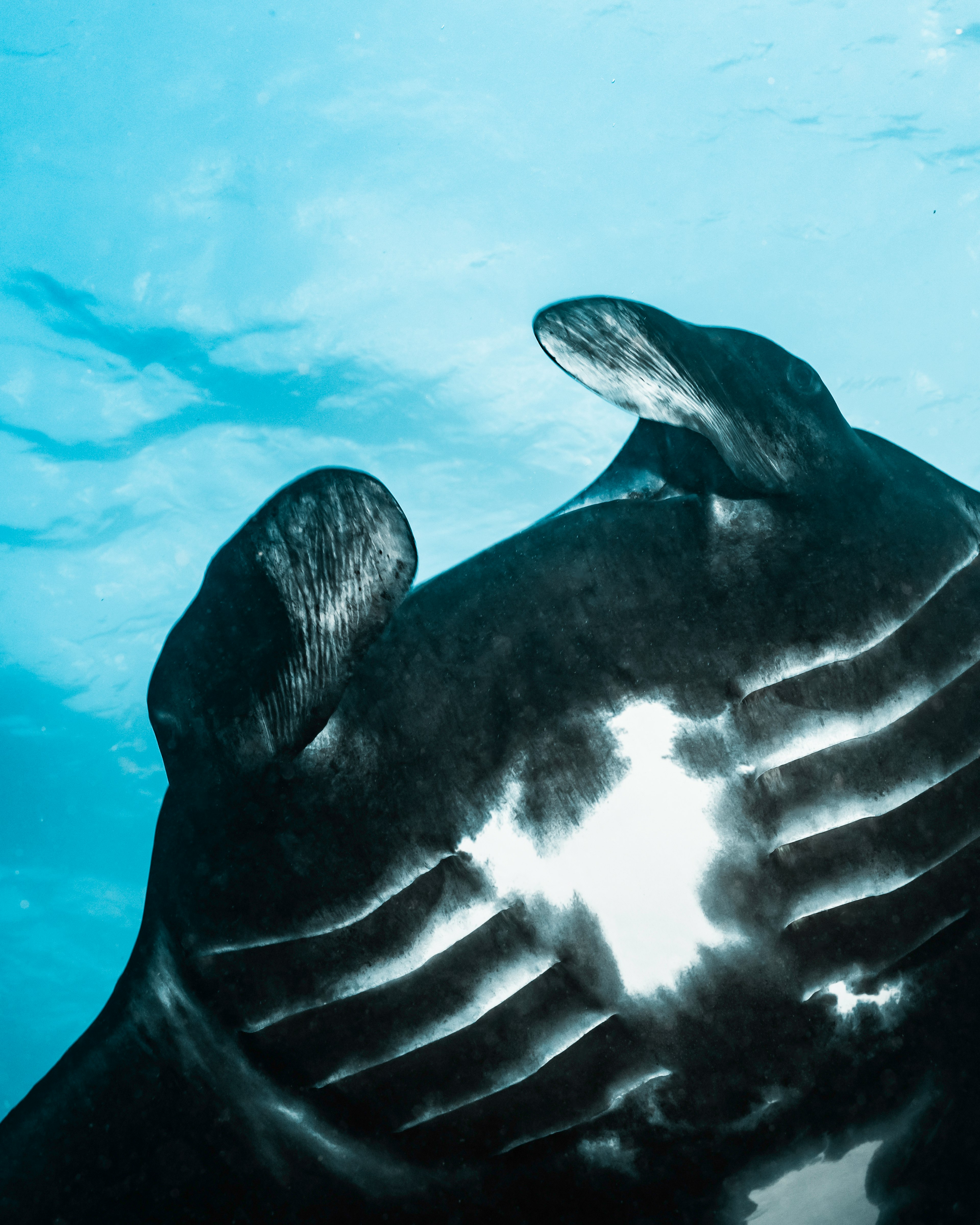 Vue inférieure d'une manta nageant sous l'eau