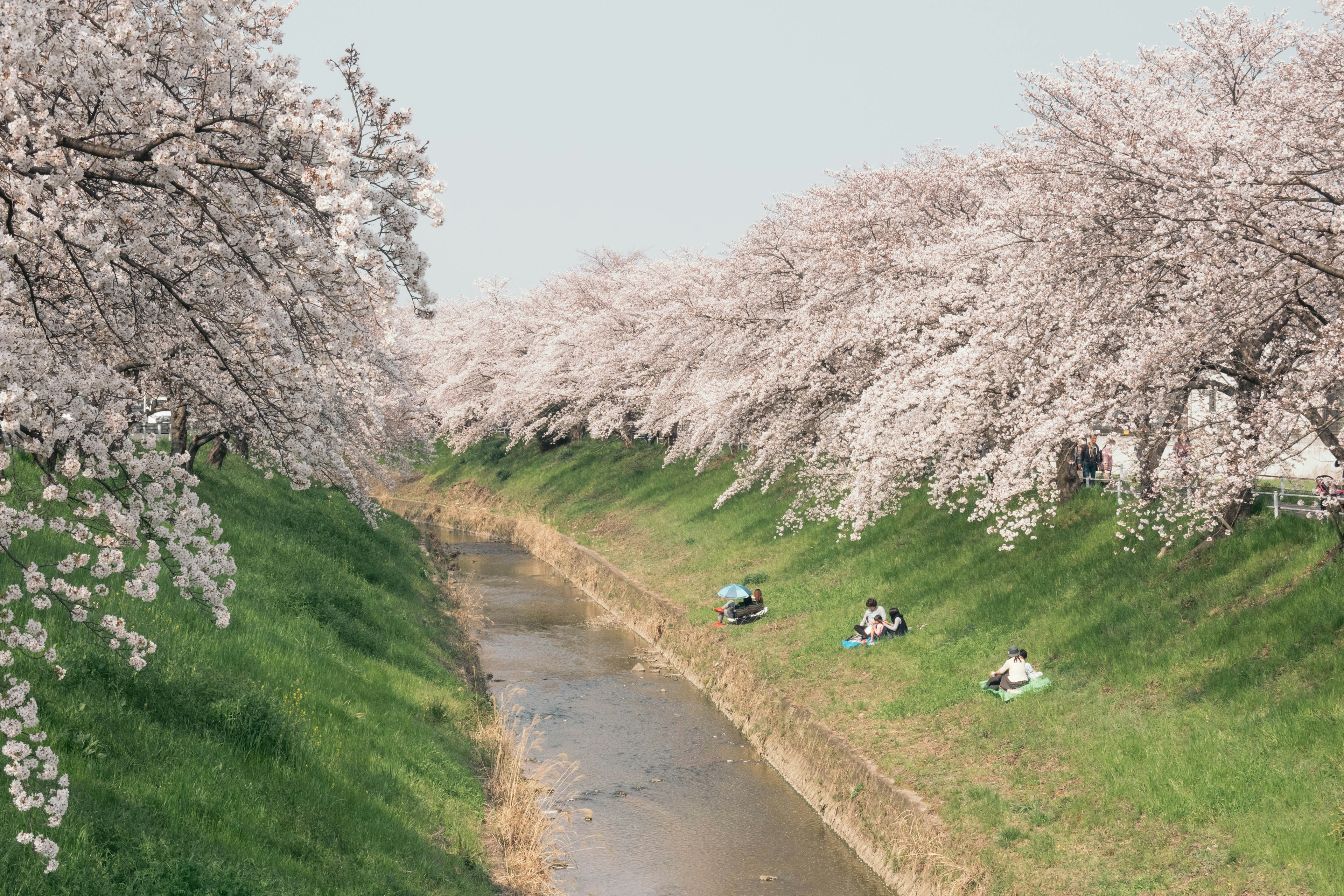 Una vista panoramica di alberi di ciliegio lungo un fiume con persone sedute