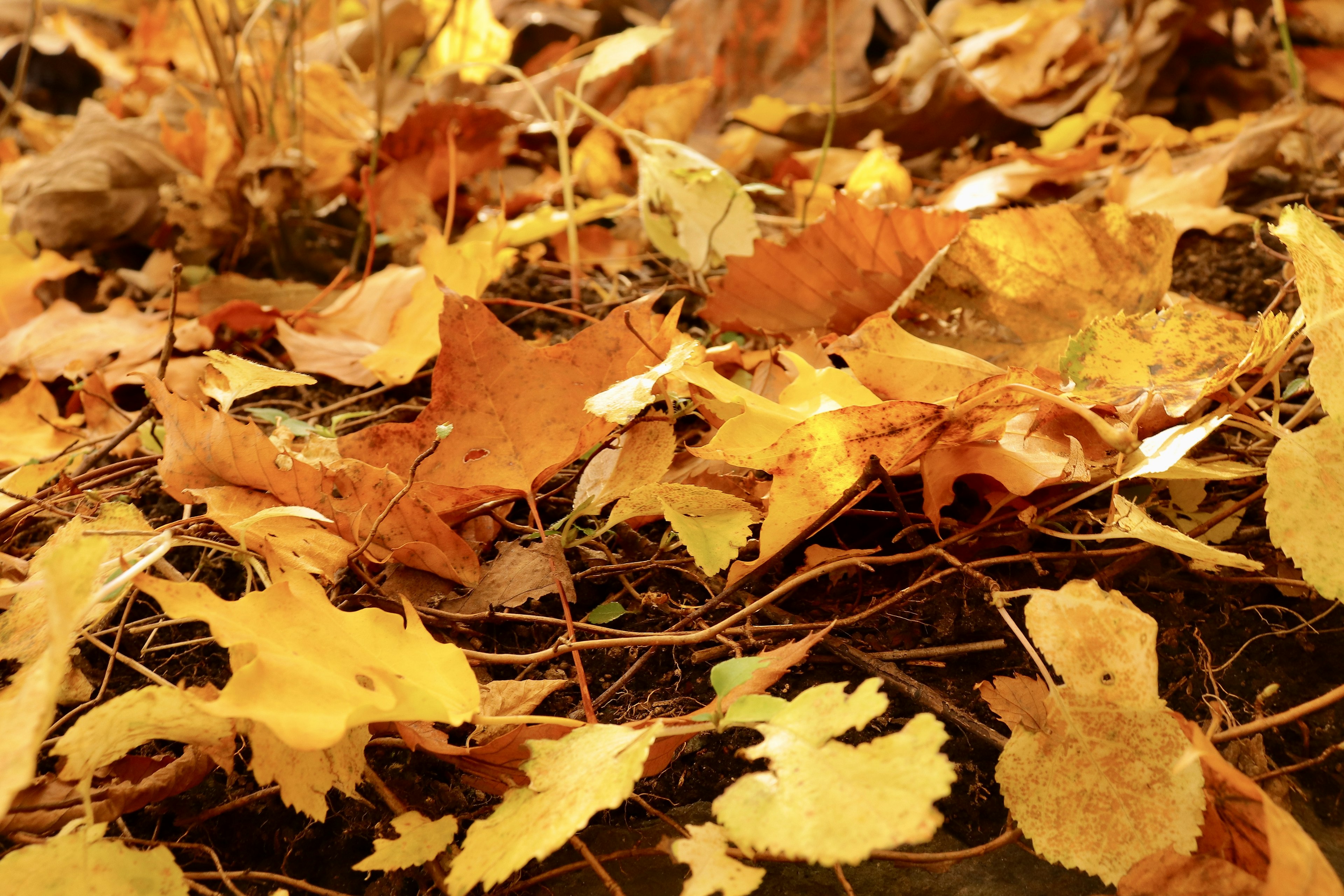 A collection of autumn leaves scattered on the ground