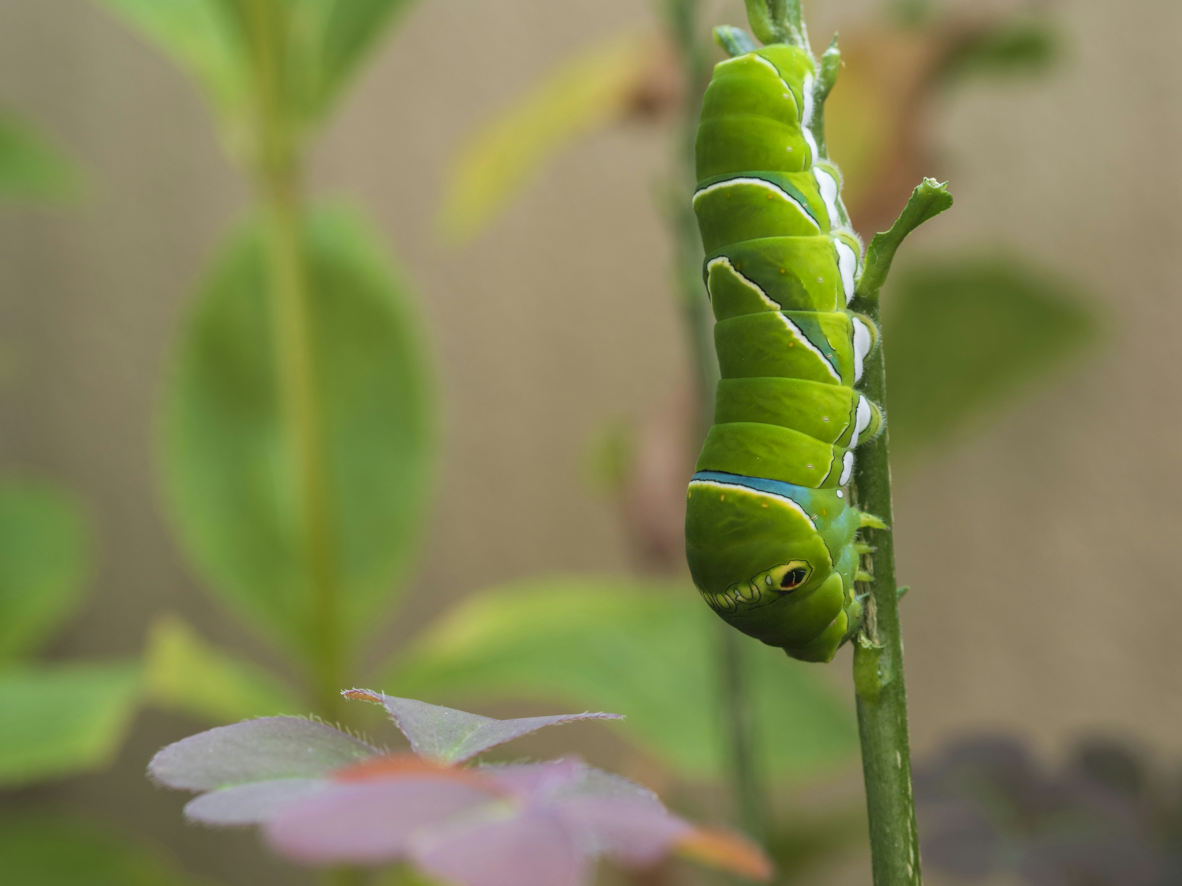 Green caterpillar hanging on a stem with plants in the background