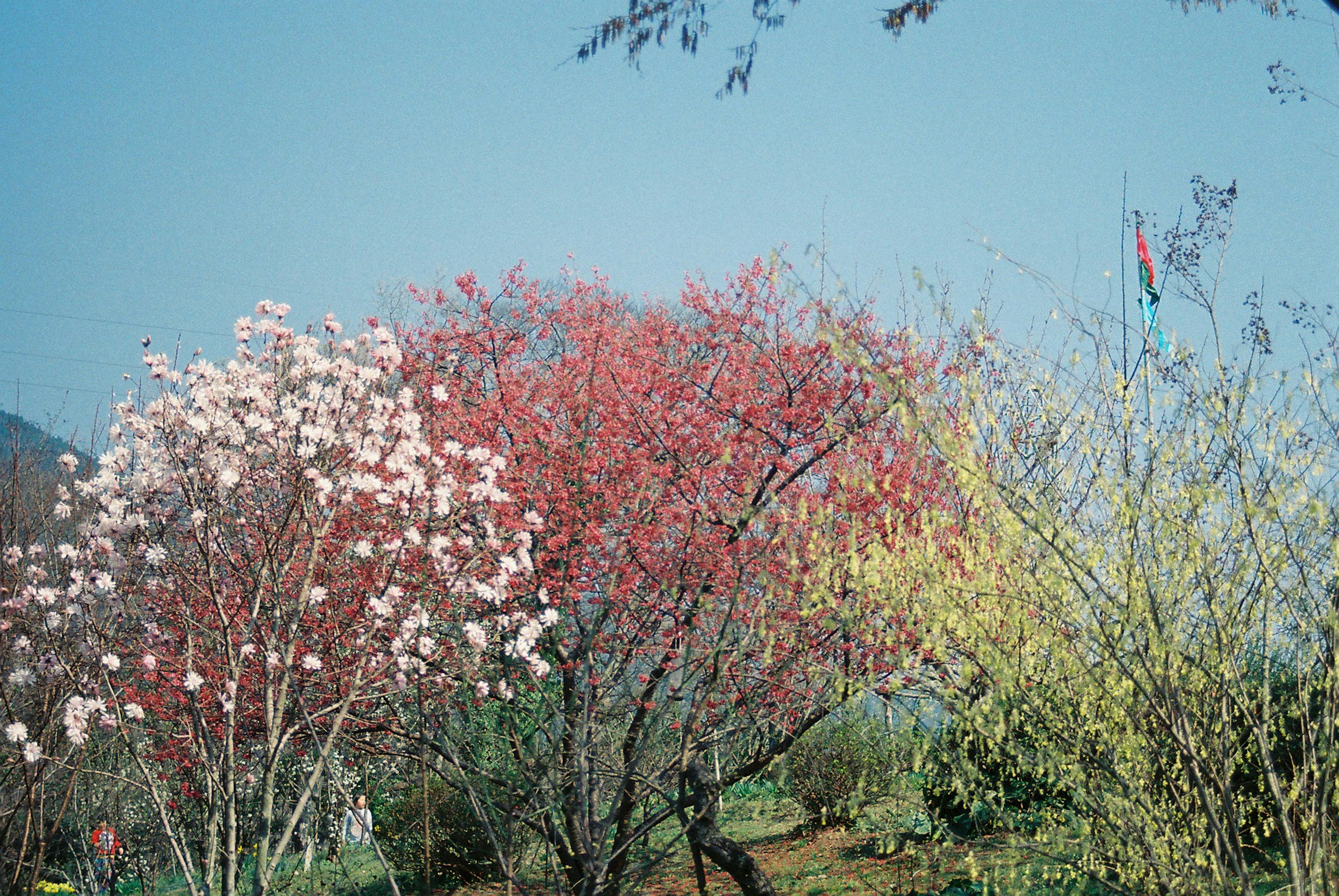 Paisaje de cerezos en flor y plantas con flores amarillas bajo un cielo azul