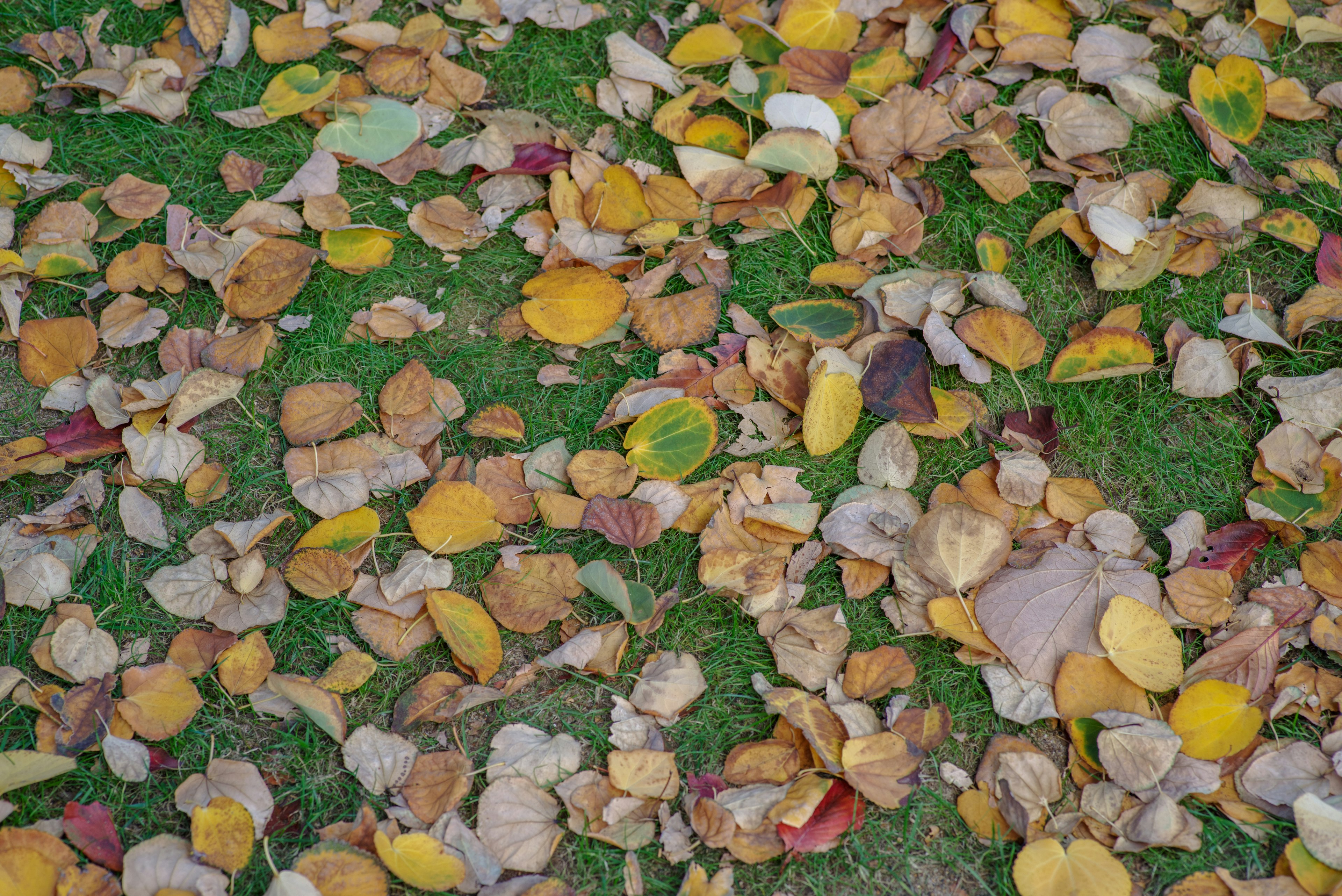 Feuilles tombées colorées éparpillées sur l'herbe verte