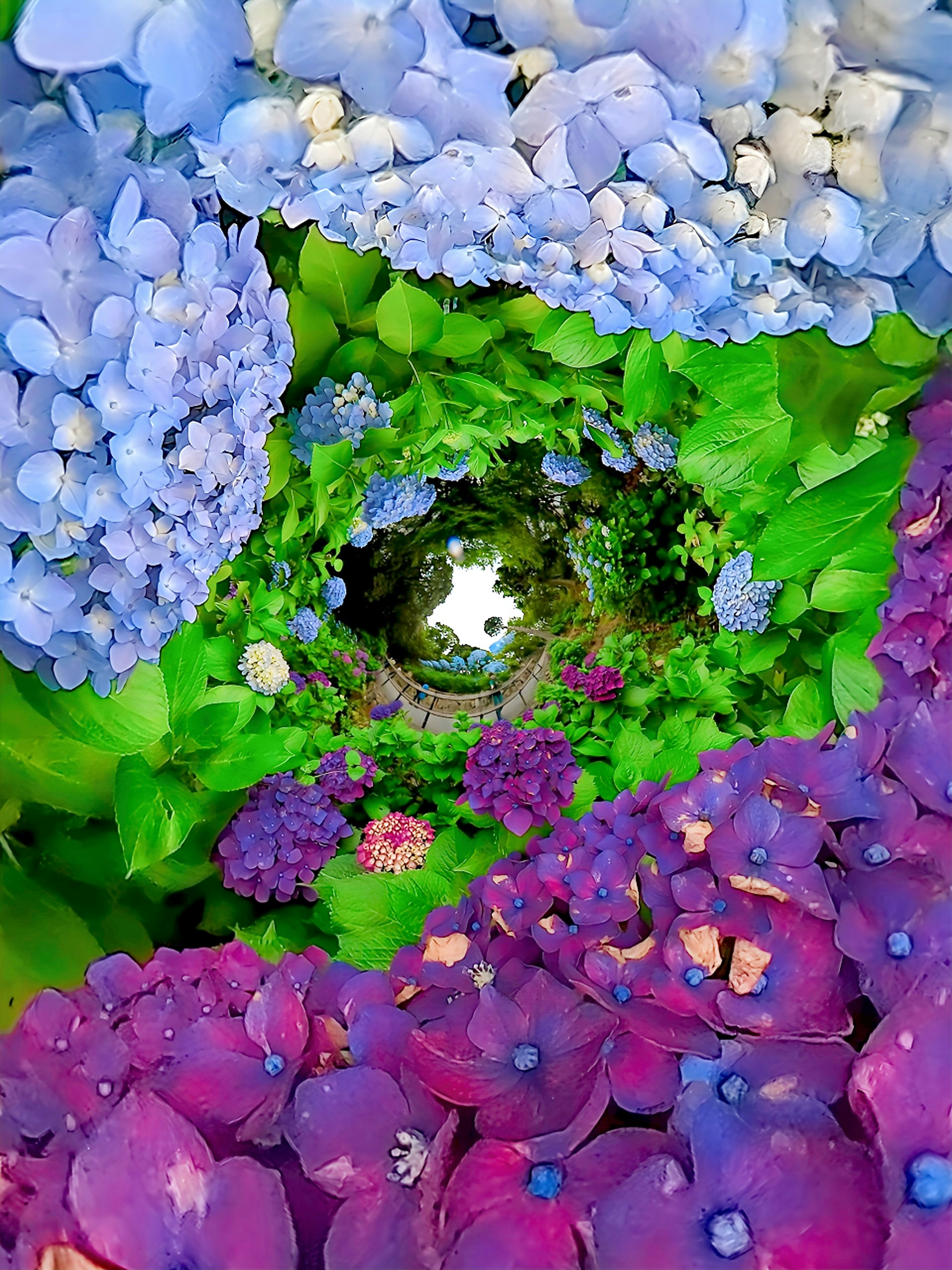 Hermosa imagen de flores azules y moradas en espiral