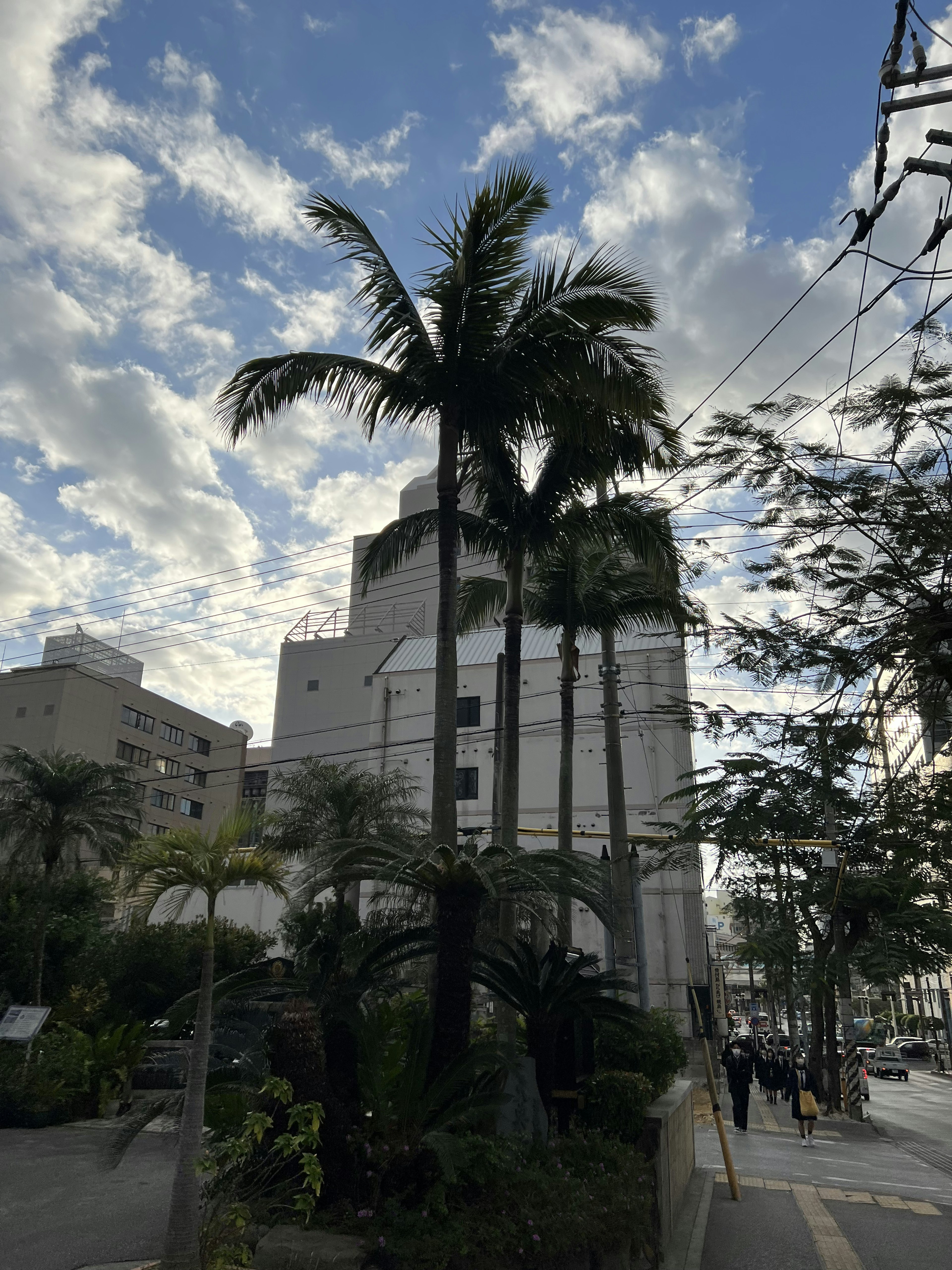 A landscape featuring tall palm trees and a white building under a blue sky