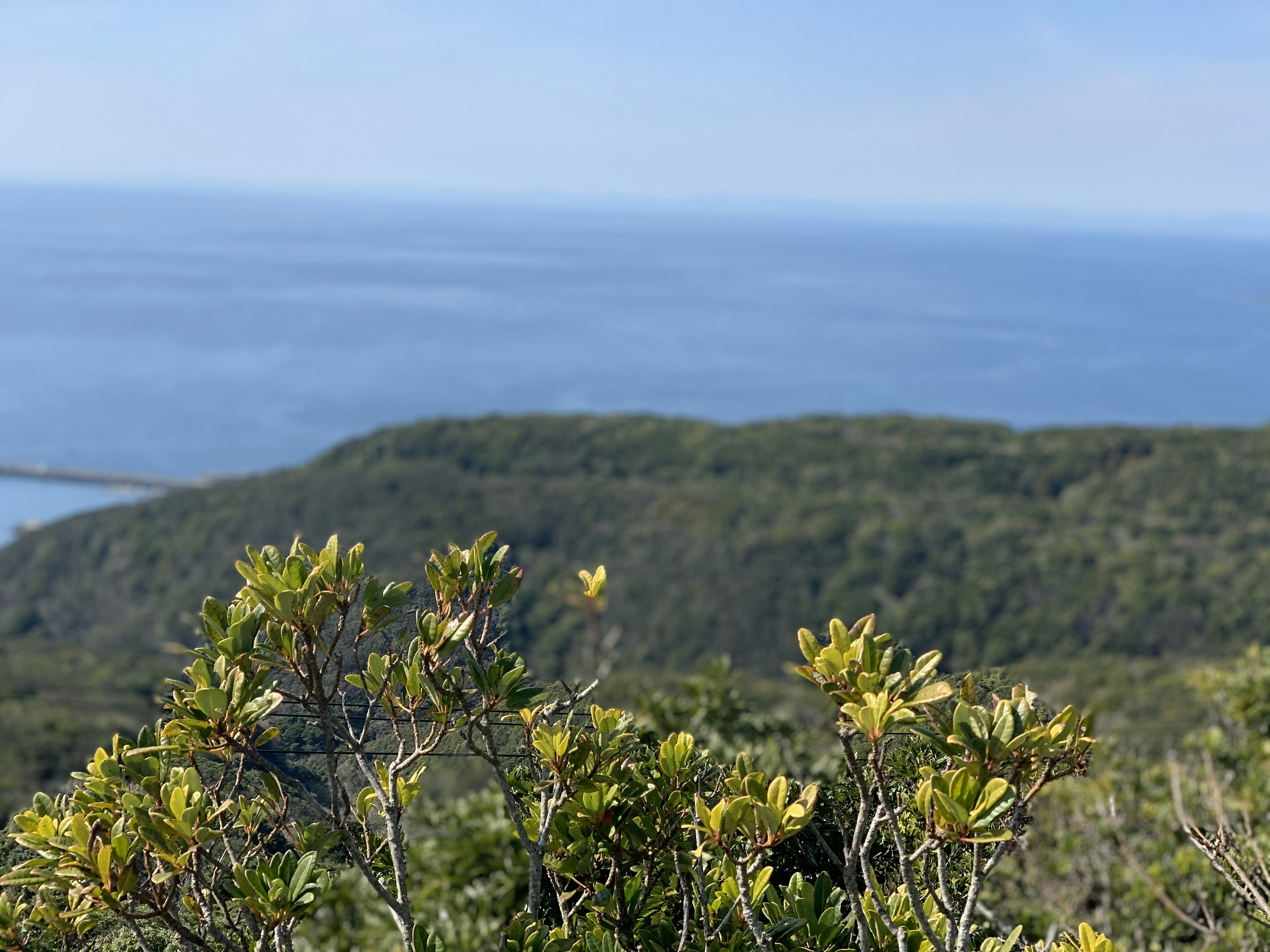 Pemandangan laut biru dan bukit hijau dengan daun tanaman cerah di latar depan