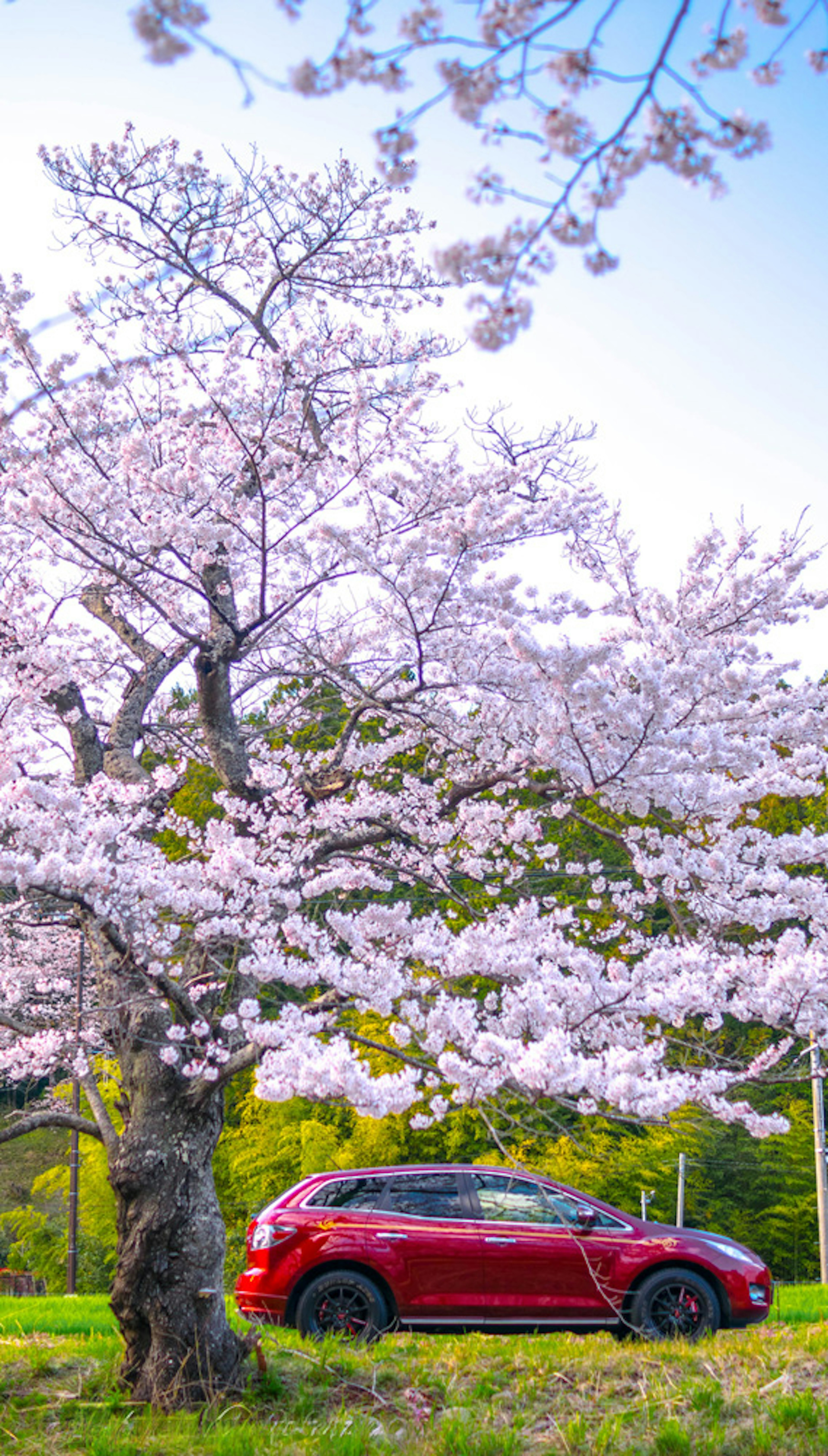 Red car parked under a cherry blossom tree with a blue sky