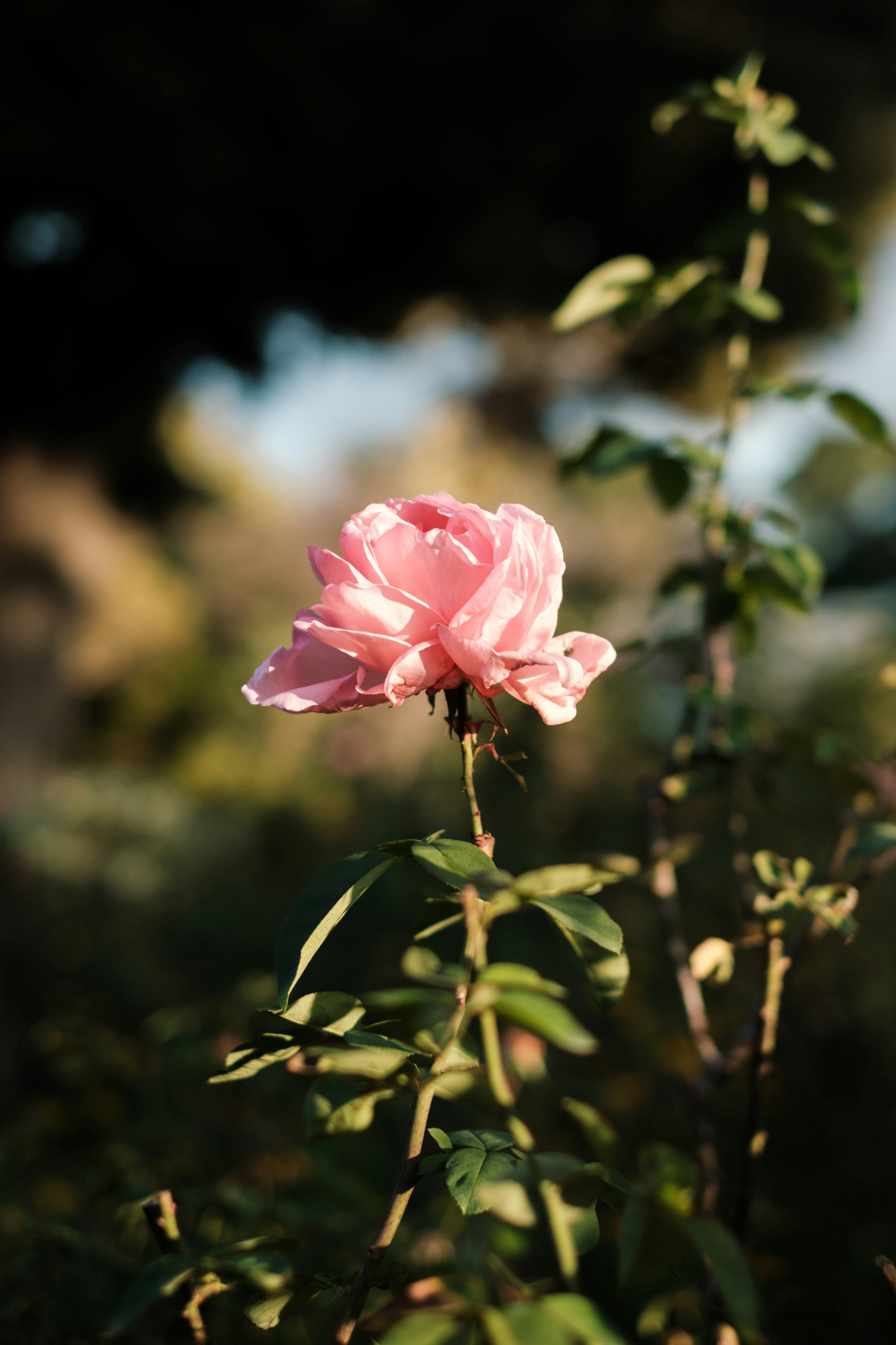 薄いピンクのバラの花が緑の葉に囲まれて咲いている