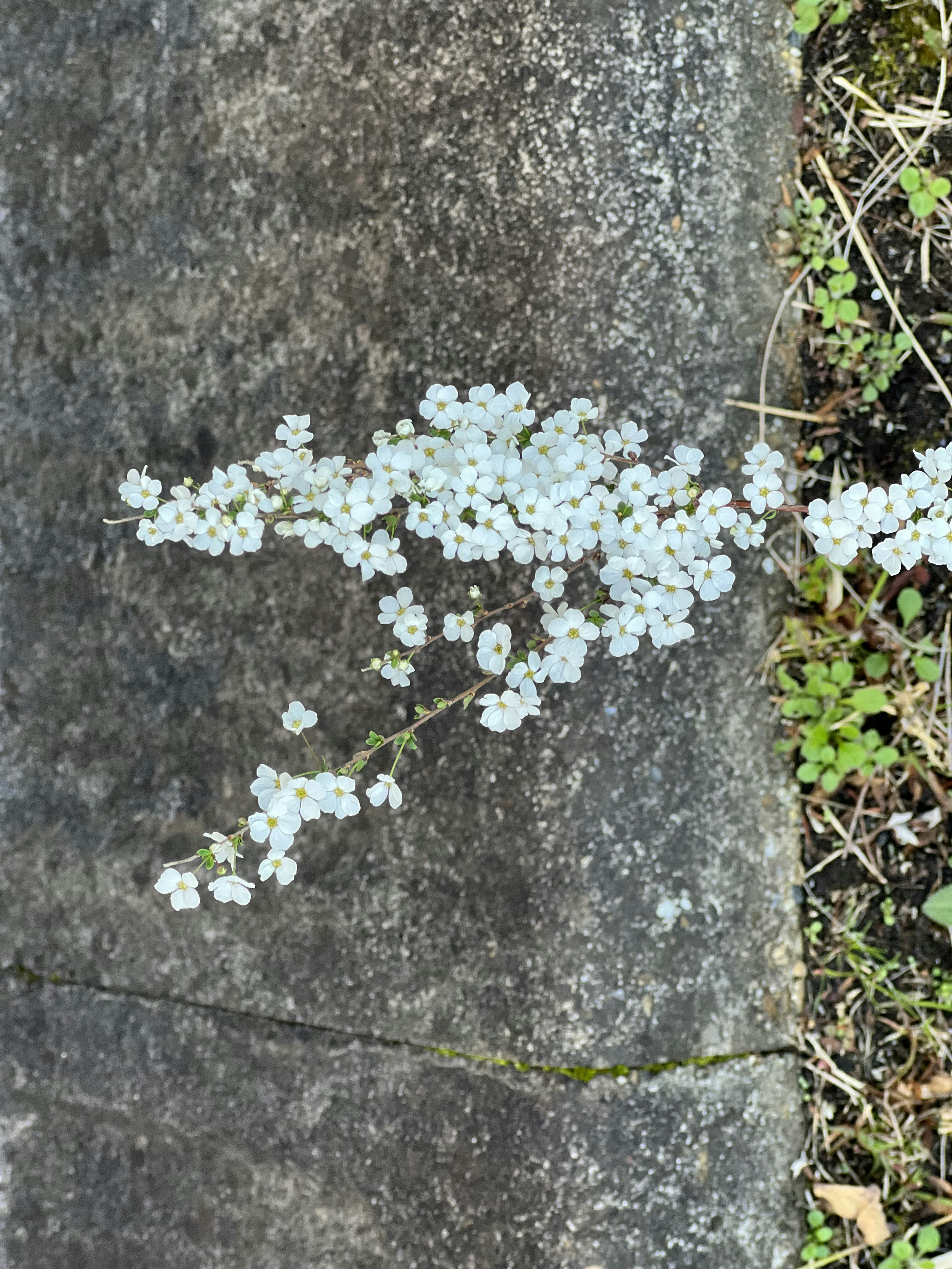 Pequeñas flores blancas esparcidas sobre concreto