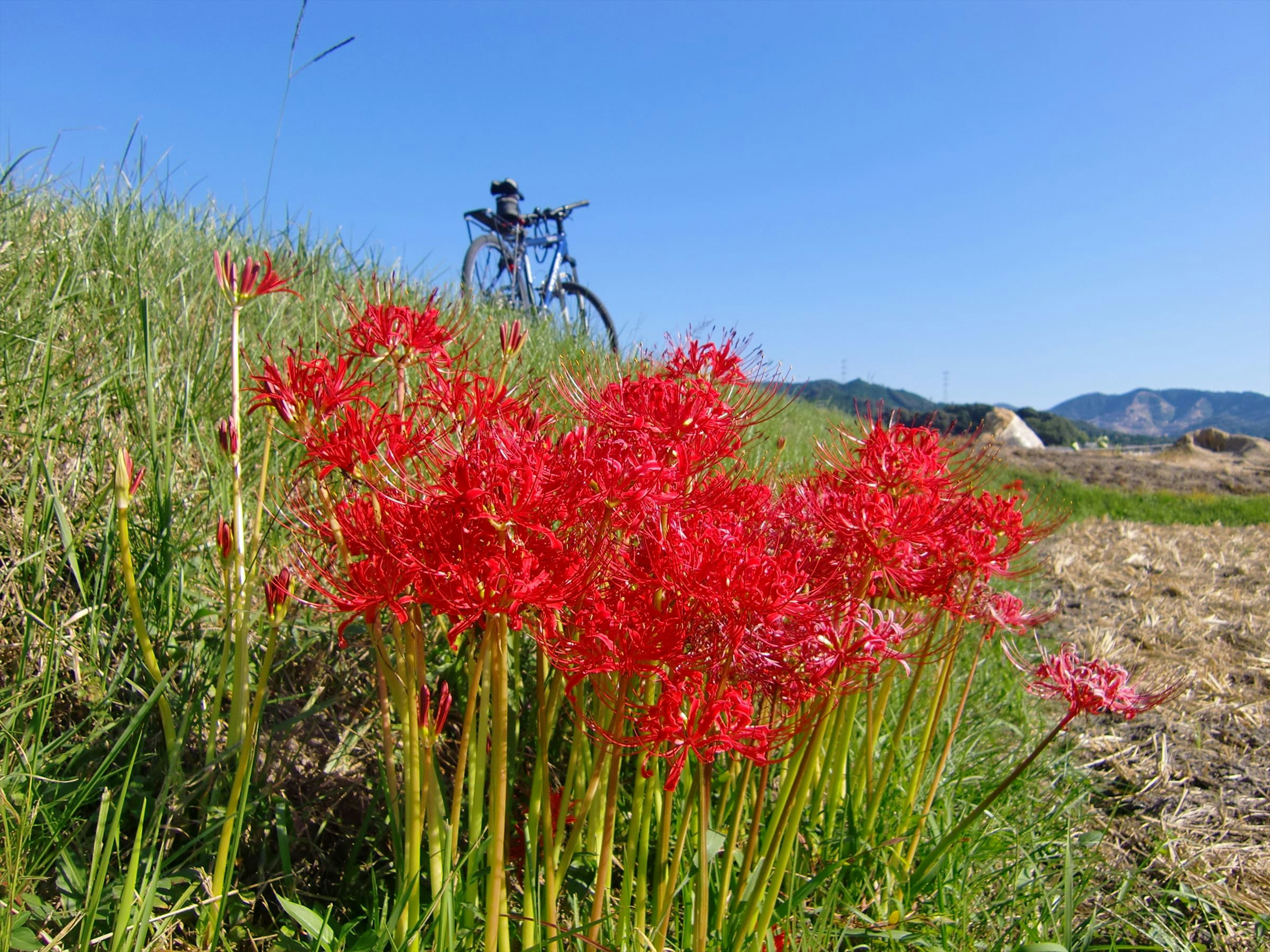 Bunga spider lily merah cerah di padang rumput dengan sepeda di latar belakang