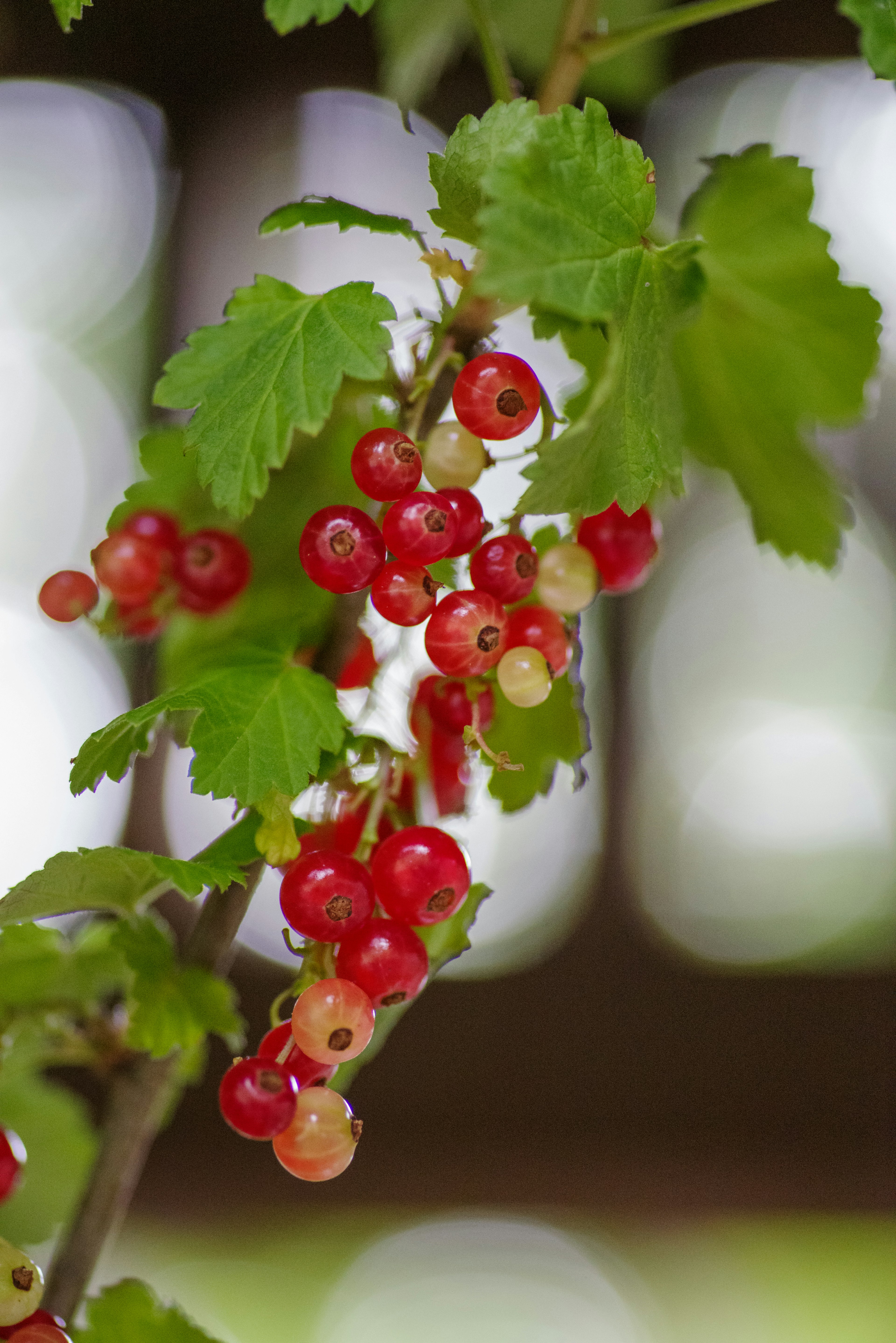 Rangak-rangak currant merah dan putih dengan daun hijau