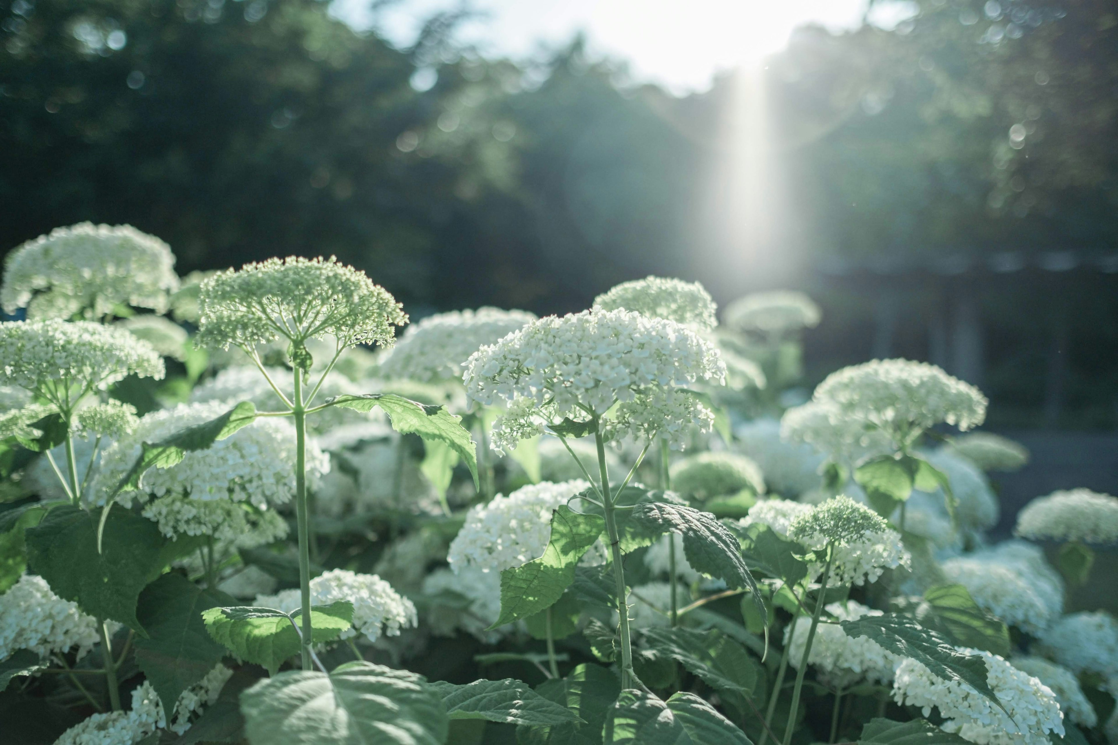 白い花と緑の葉が美しいハイドランジアの群生に柔らかな光が差し込む風景