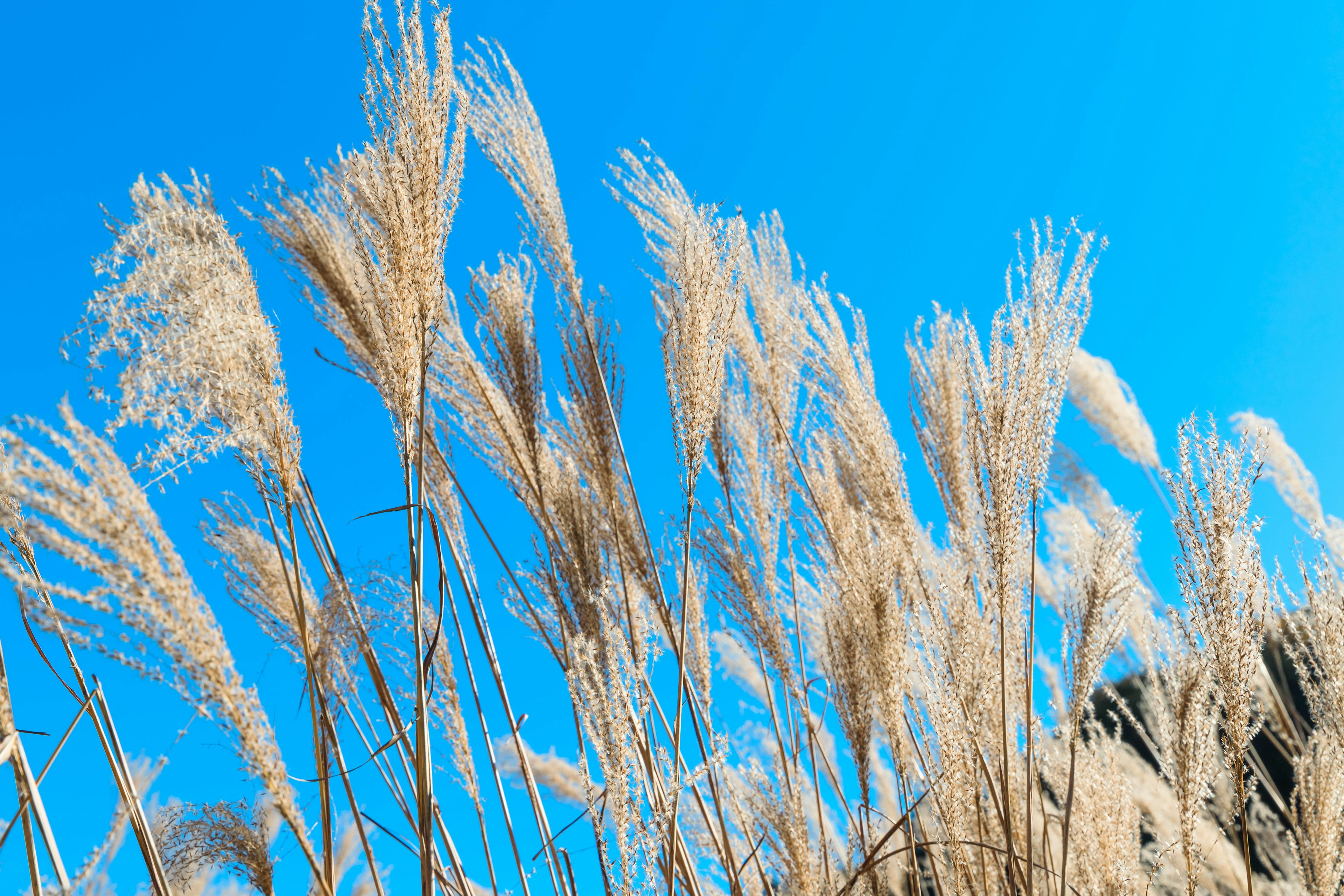 Golden pampas grass against a clear blue sky