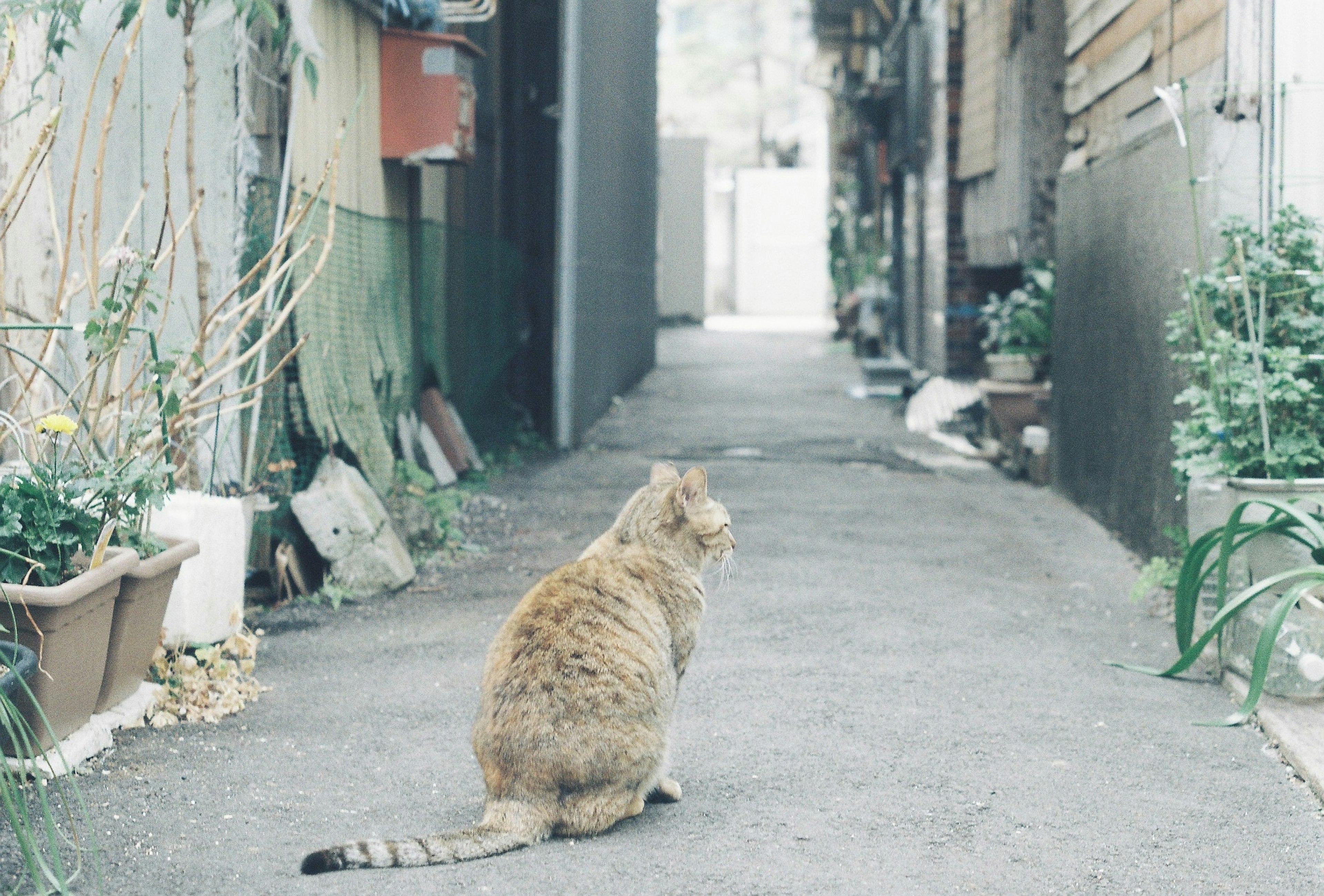 Un gatto seduto in un vicolo tranquillo