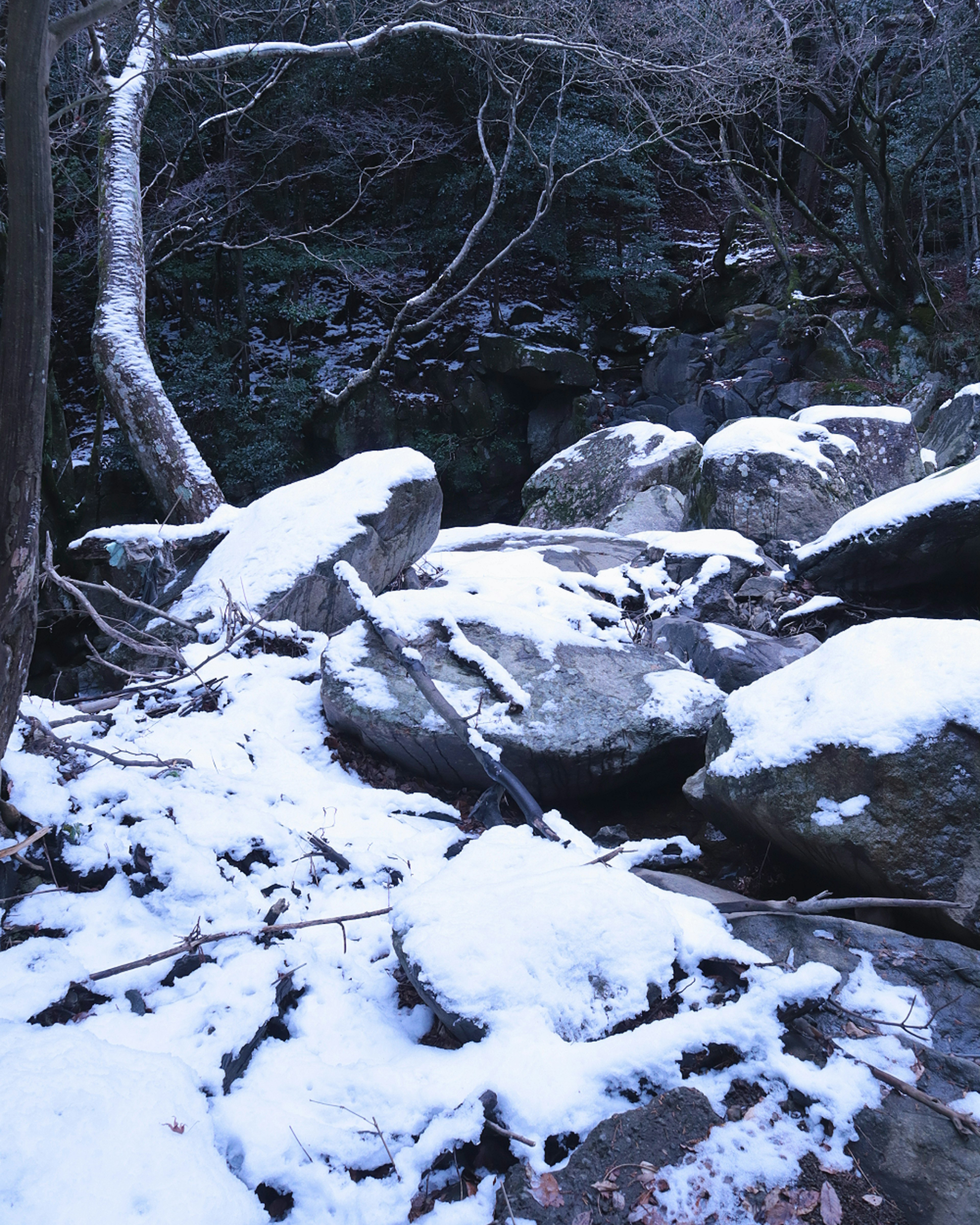 一個寧靜的風景，雪覆蓋的岩石和樹木