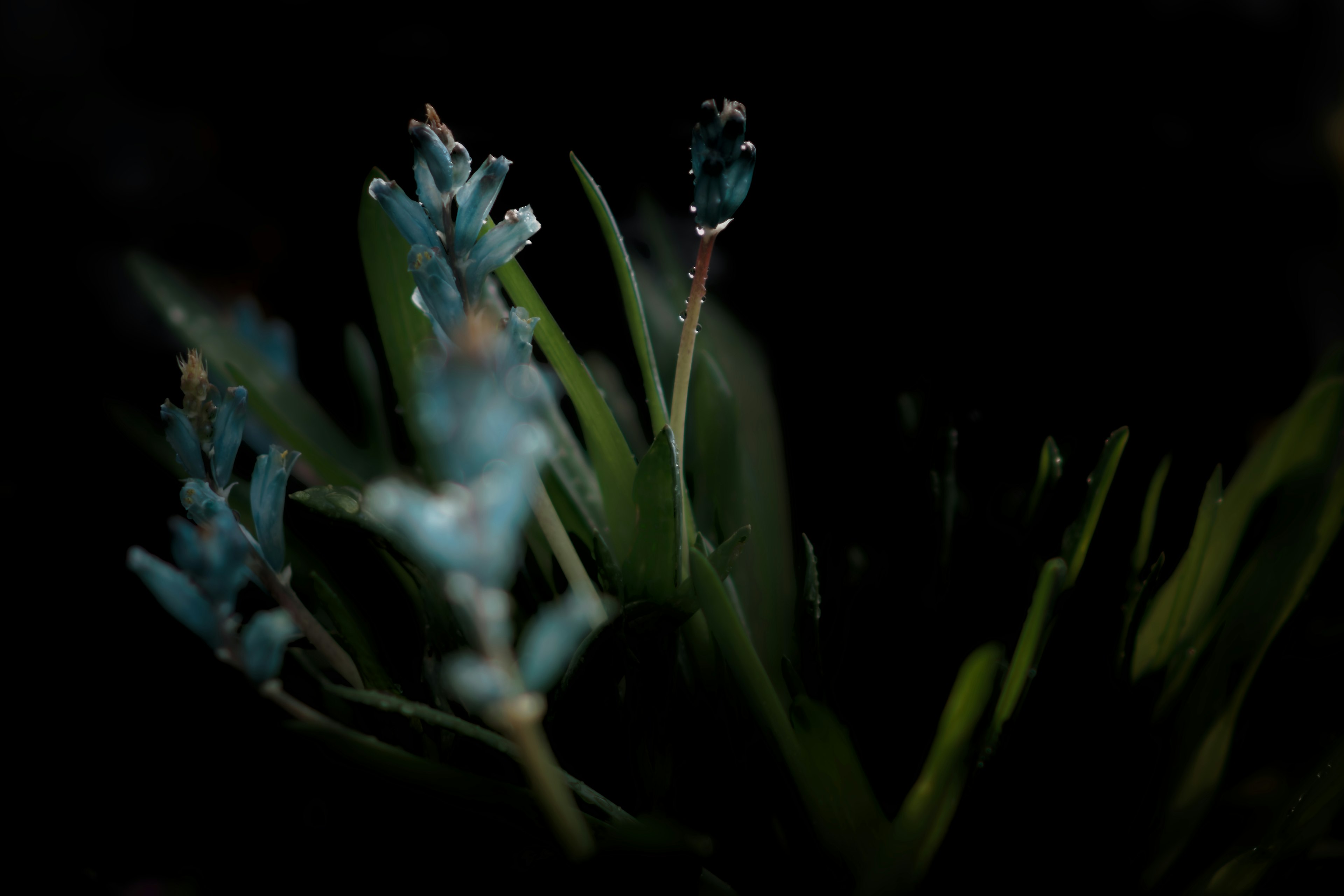 暗い背景に青い花と緑の葉が映える美しい植物のクローズアップ