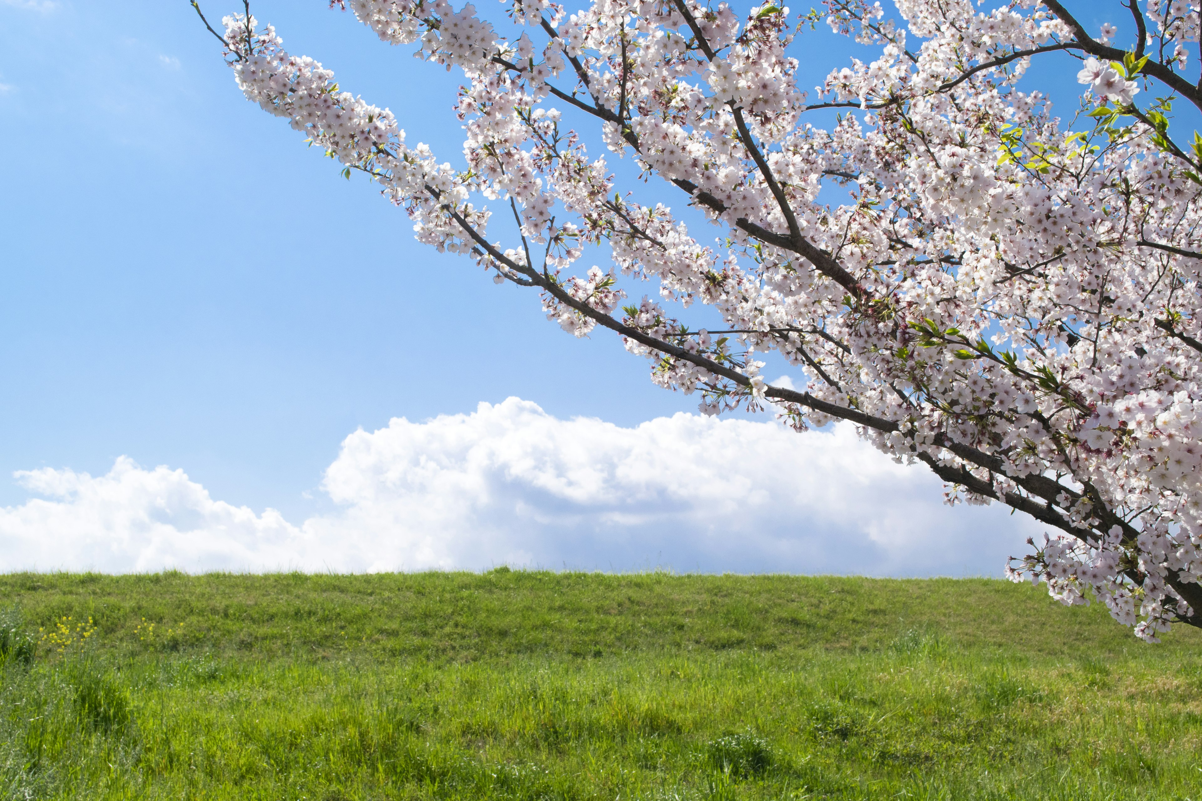 青空の下に咲く桜の木と緑の草原