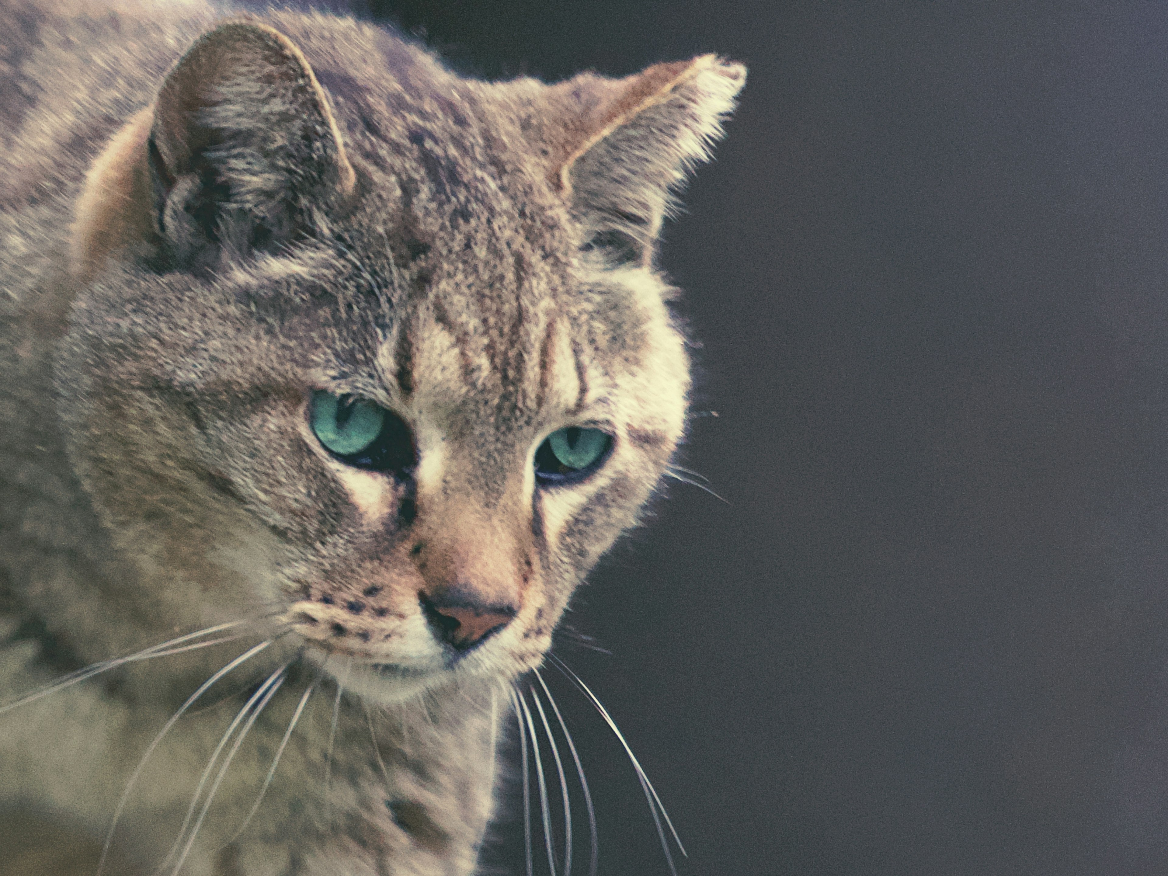 Acercamiento de un hermoso gato con ojos afilados