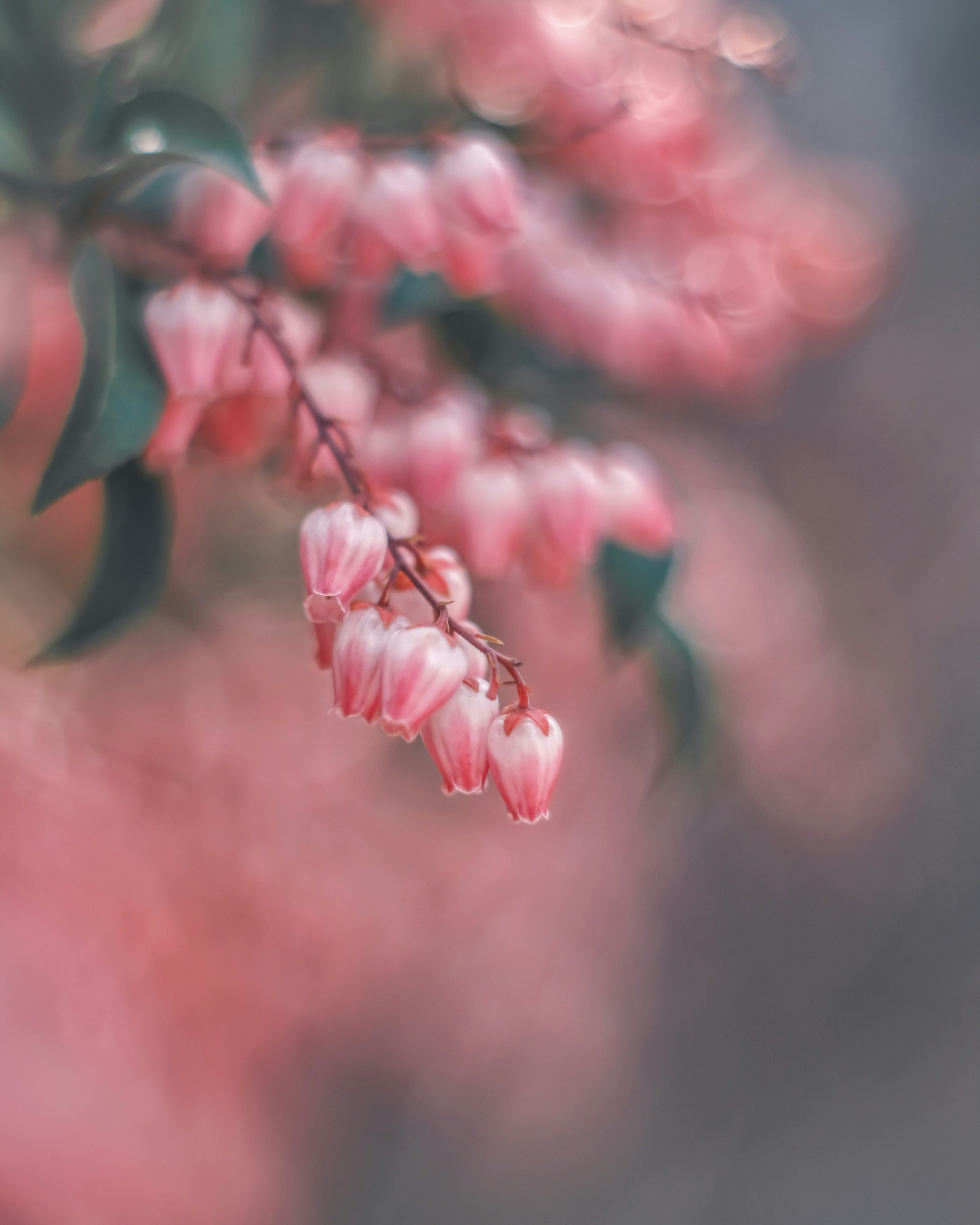 Nahaufnahme eines Zweigs mit zarten rosa Blumen