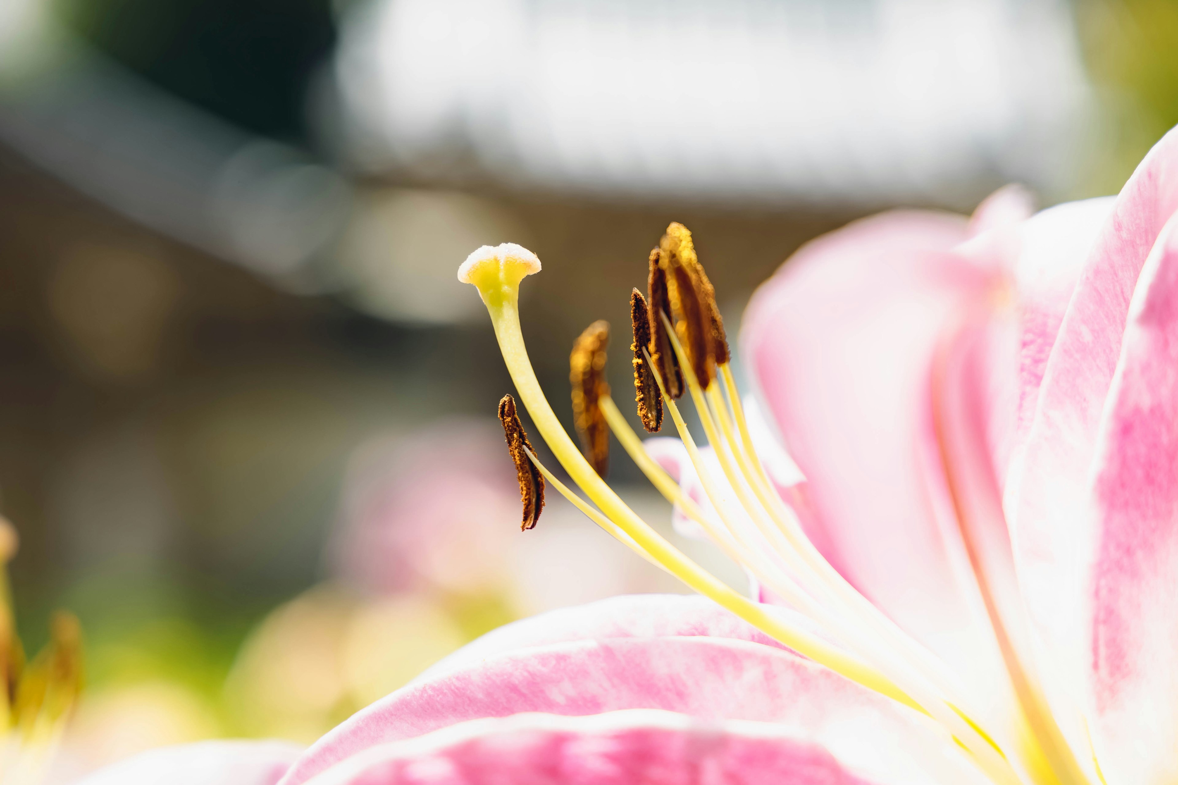 Close-up of a pink lily flower showing stamens and pistil