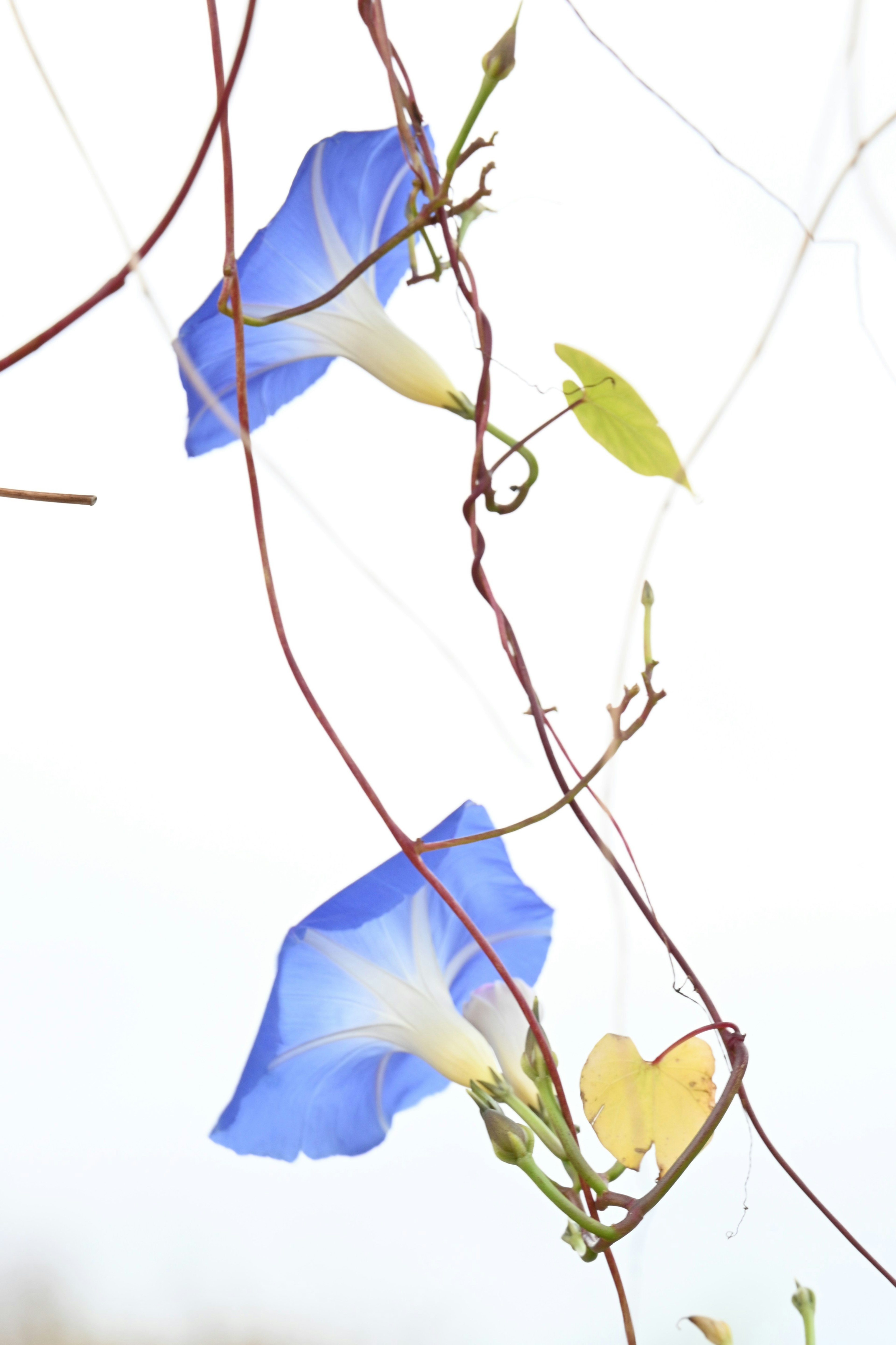 Beautiful composition of blue morning glory flowers intertwined with green leaves