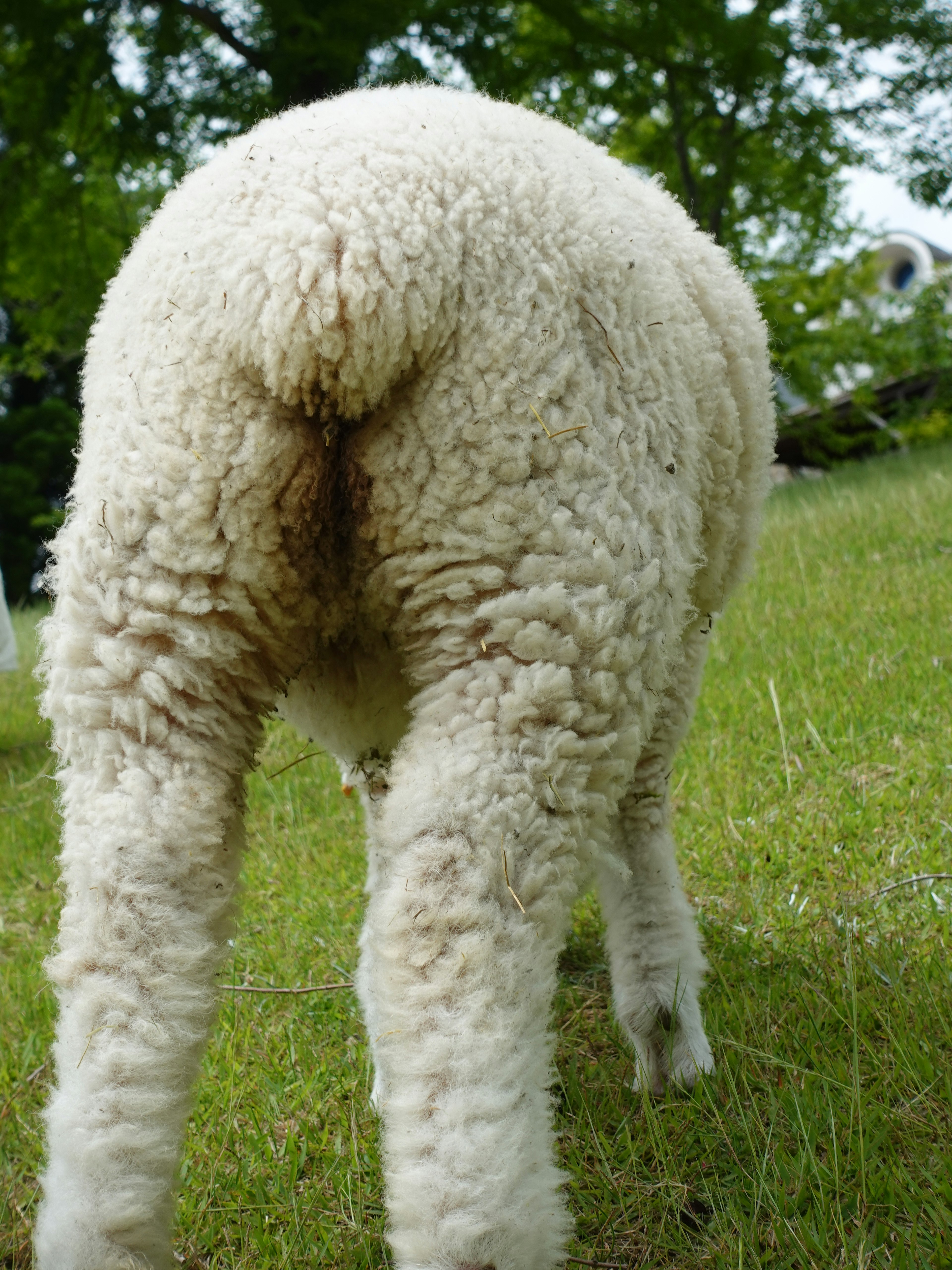 Vue arrière d'un mouton debout sur l'herbe