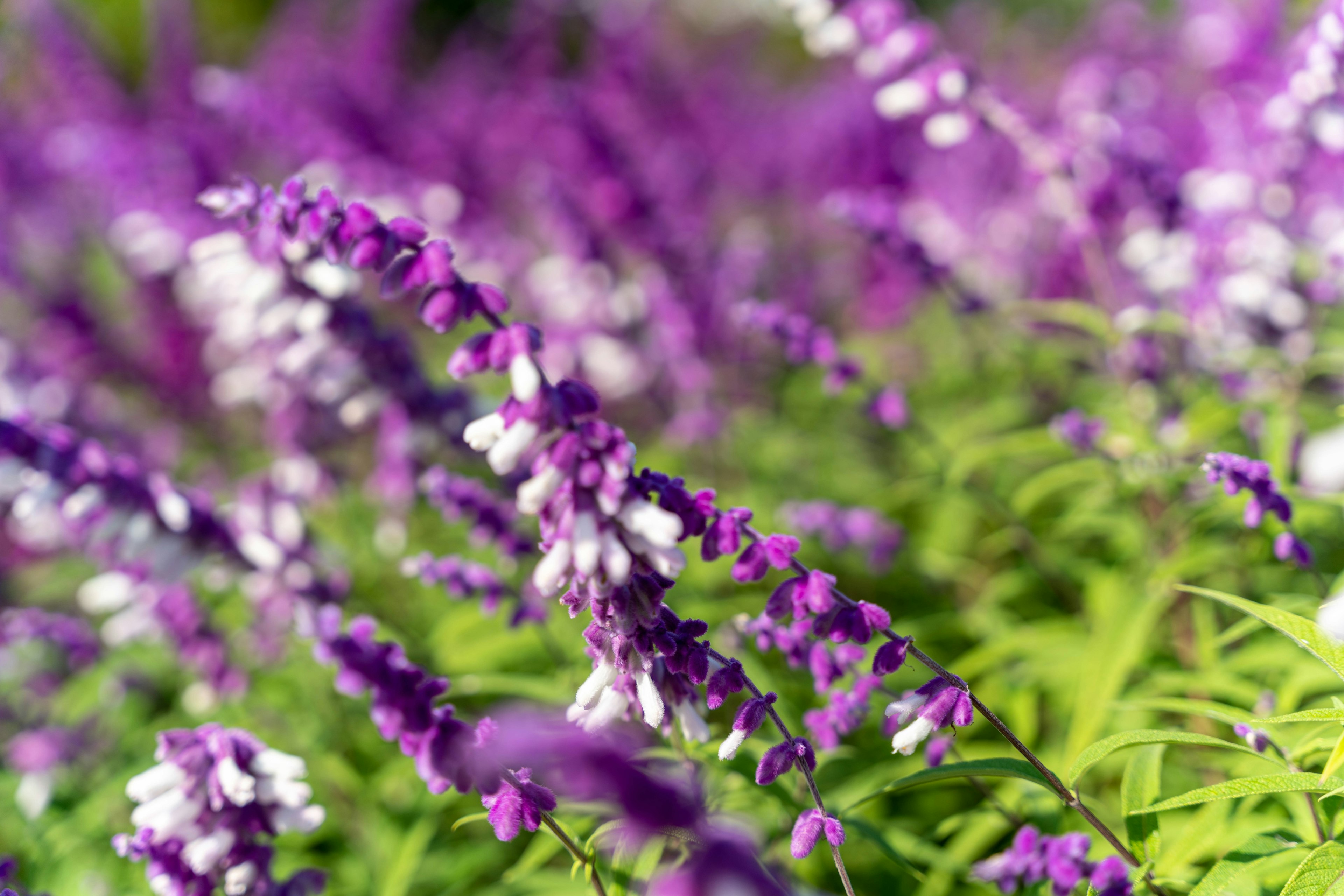 Wunderschönes Blumenfeld mit lila und weißen Blumen vor einem grünen Blatt-Hintergrund