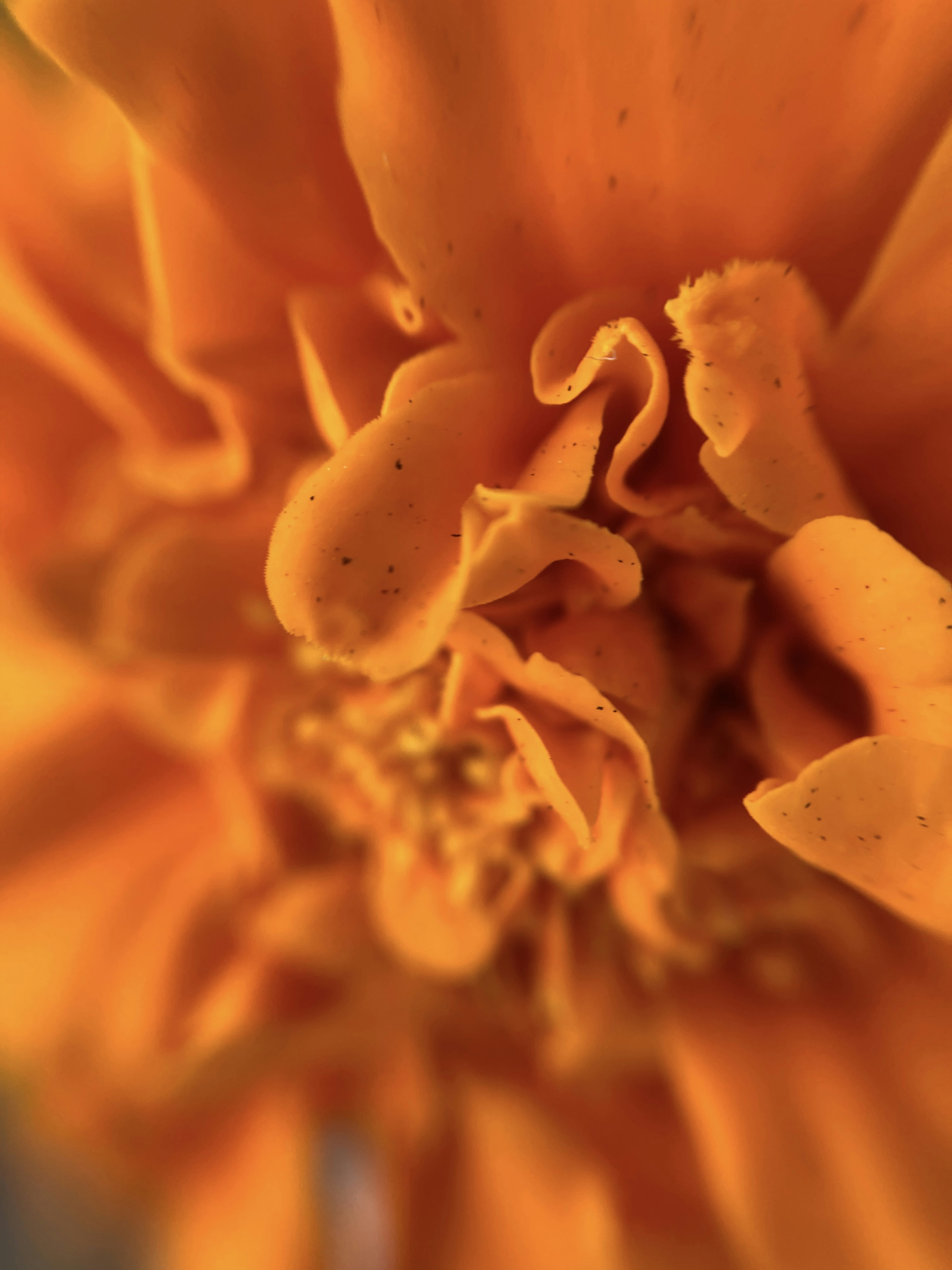 Close-up of overlapping orange flower petals