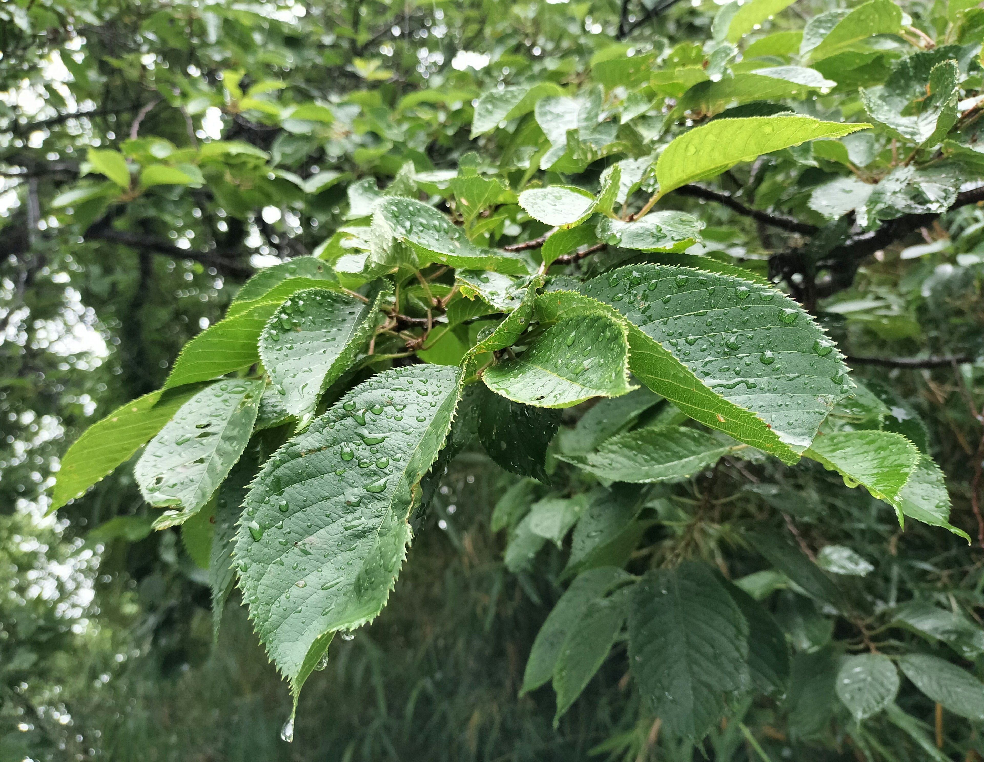 Gros plan sur des feuilles vertes mouillées par la pluie